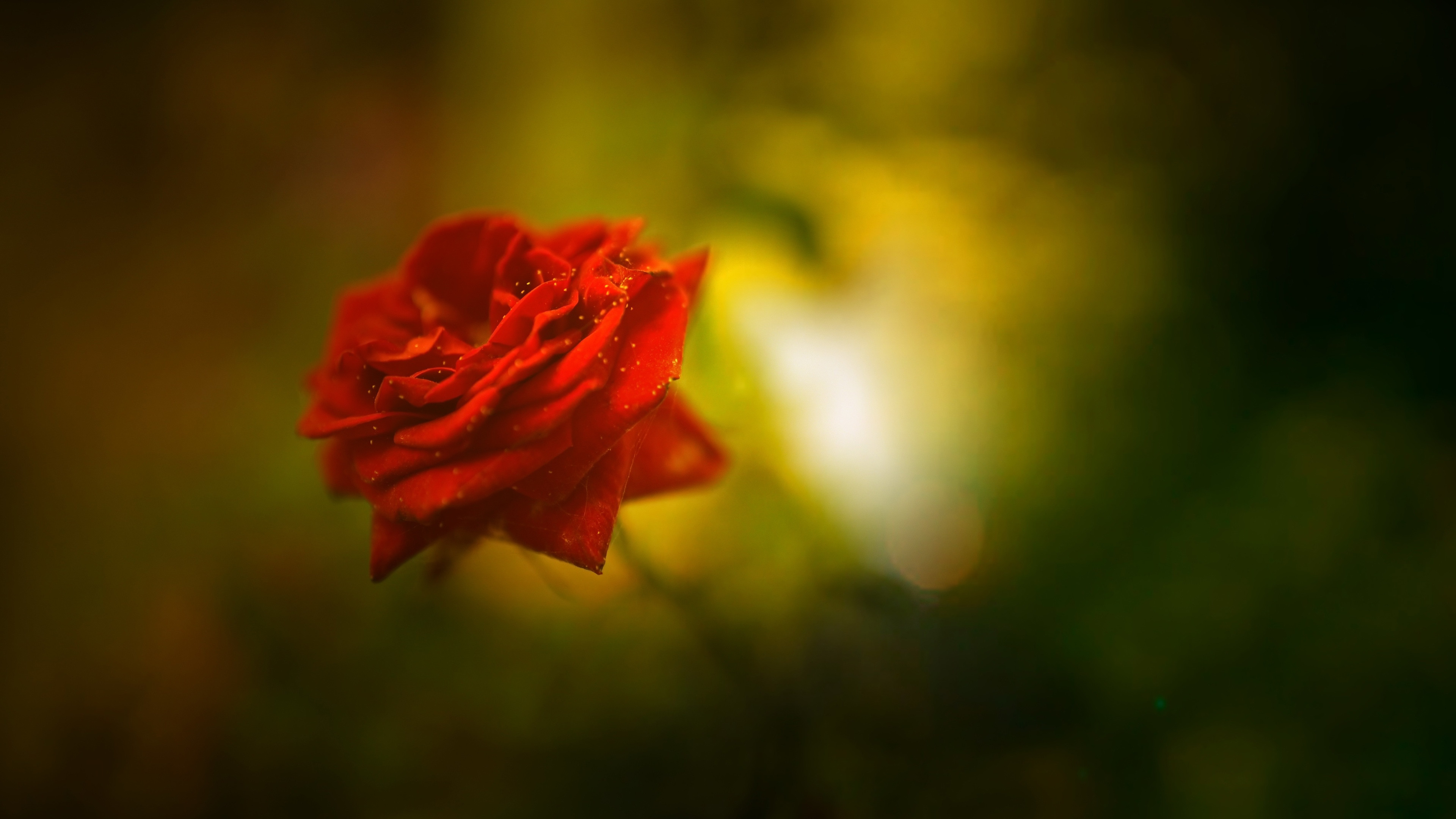 Rose HD Wallpapers and 4K Backgrounds - Wallpapers Den