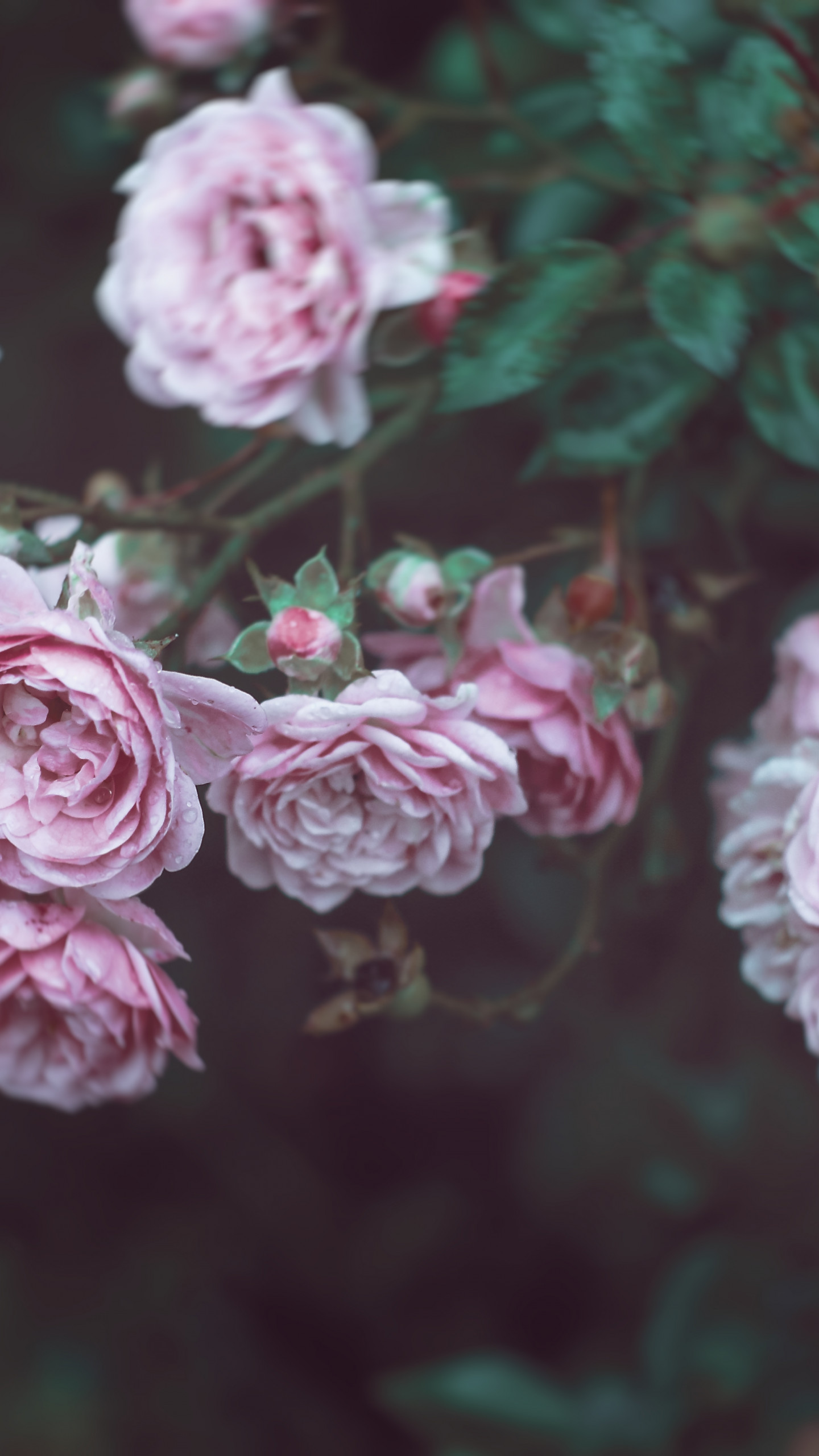 Wallpaper Roses, 4k, HD wallpaper, 8k, flowers, pink, Nature #4884
