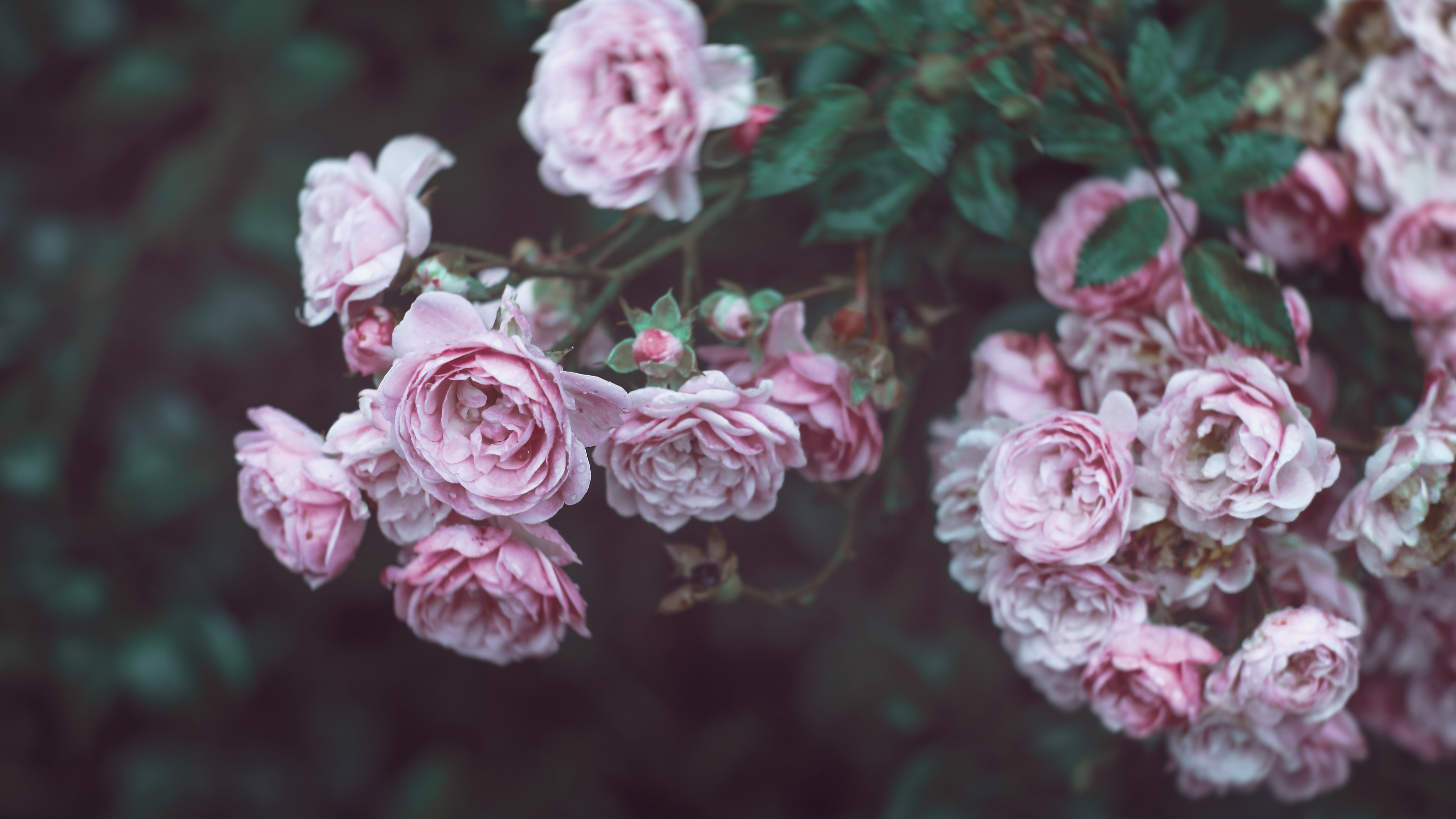 Wallpaper Roses, 4k, HD wallpaper, 8k, flowers, pink, Nature #4884