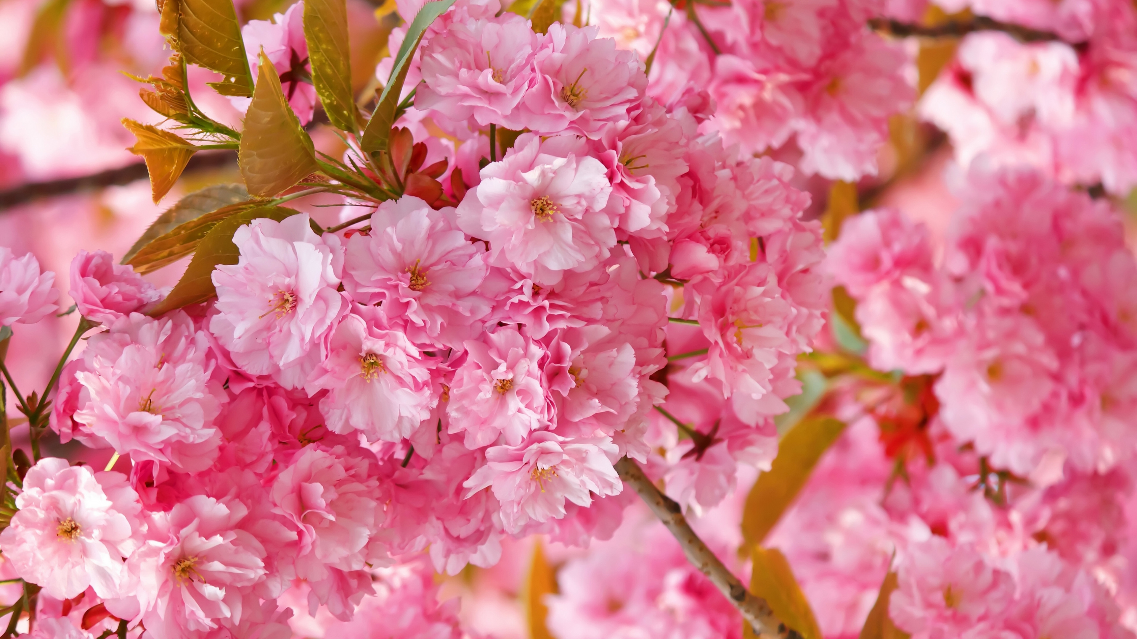 Pink Cherry Blossom Tree Under Blue Sky  Free Stock Photo