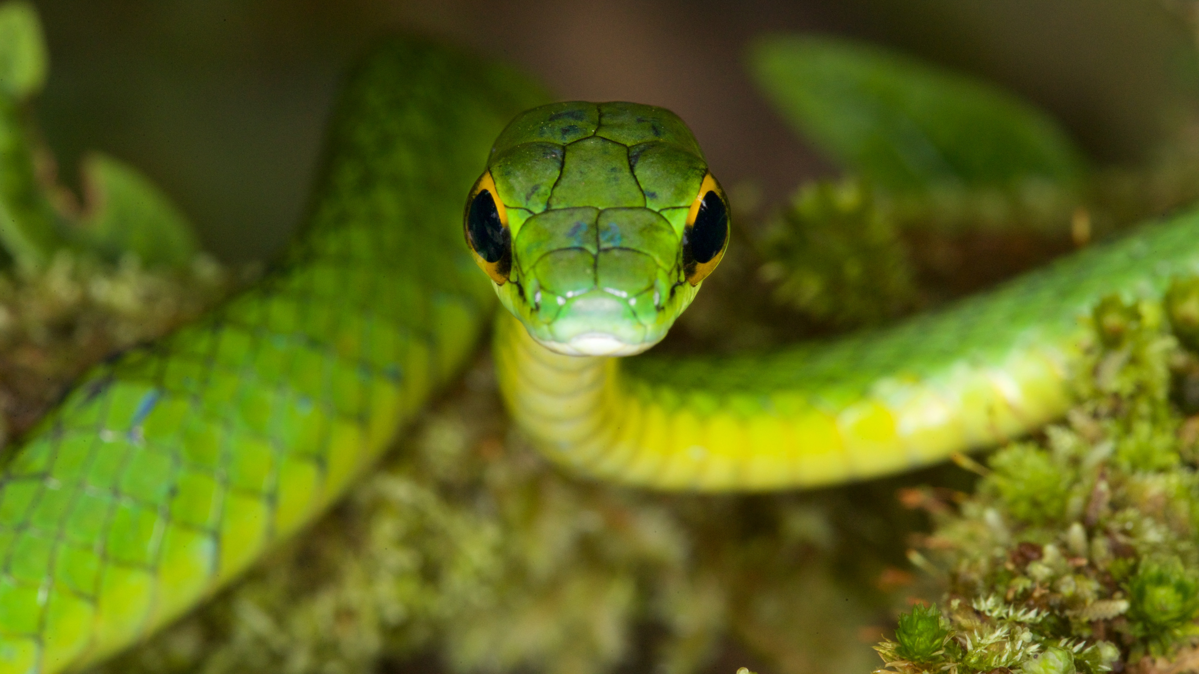Wallpaper Satiny Parrot Snake, Snake, green, danger, eyes, Animals #10159