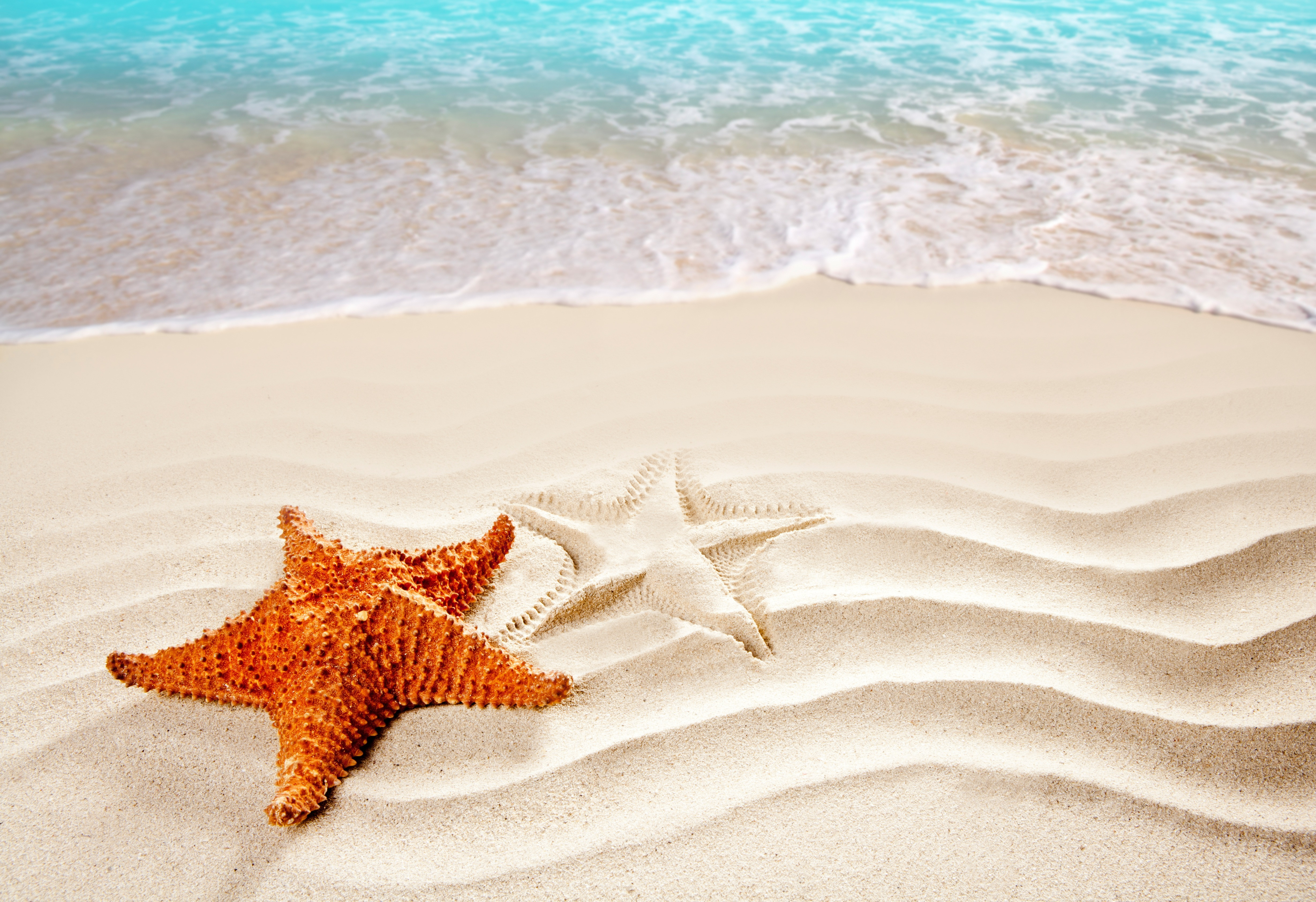 природа горизонт море морская звезда бесплатно