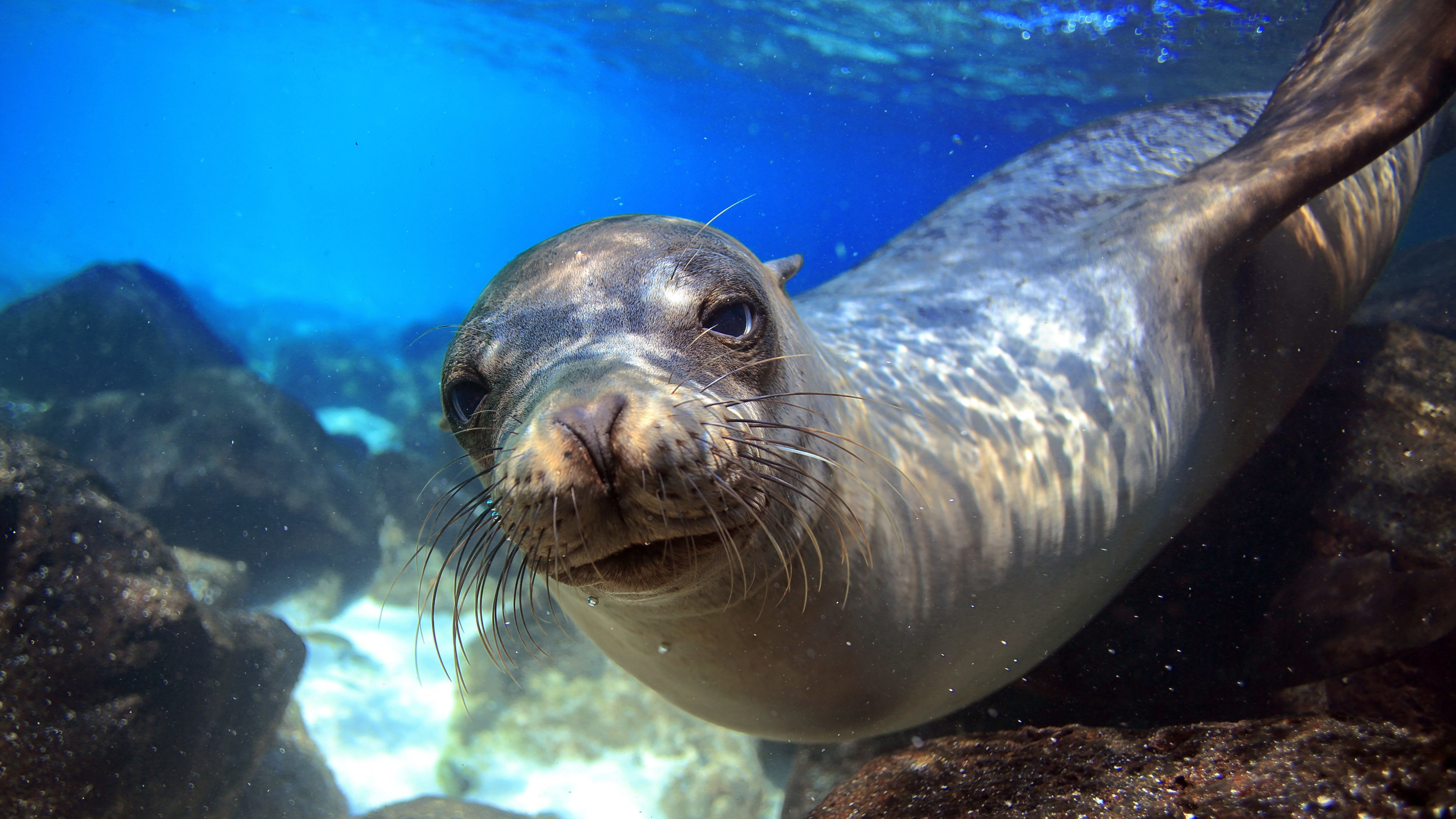 Wallpaper Sea Lion, Galapagos, island, Ecuador, underwater, close-up,  diving, tourism, bottom, blue, animal, World's best diving sites, Animals  #1301