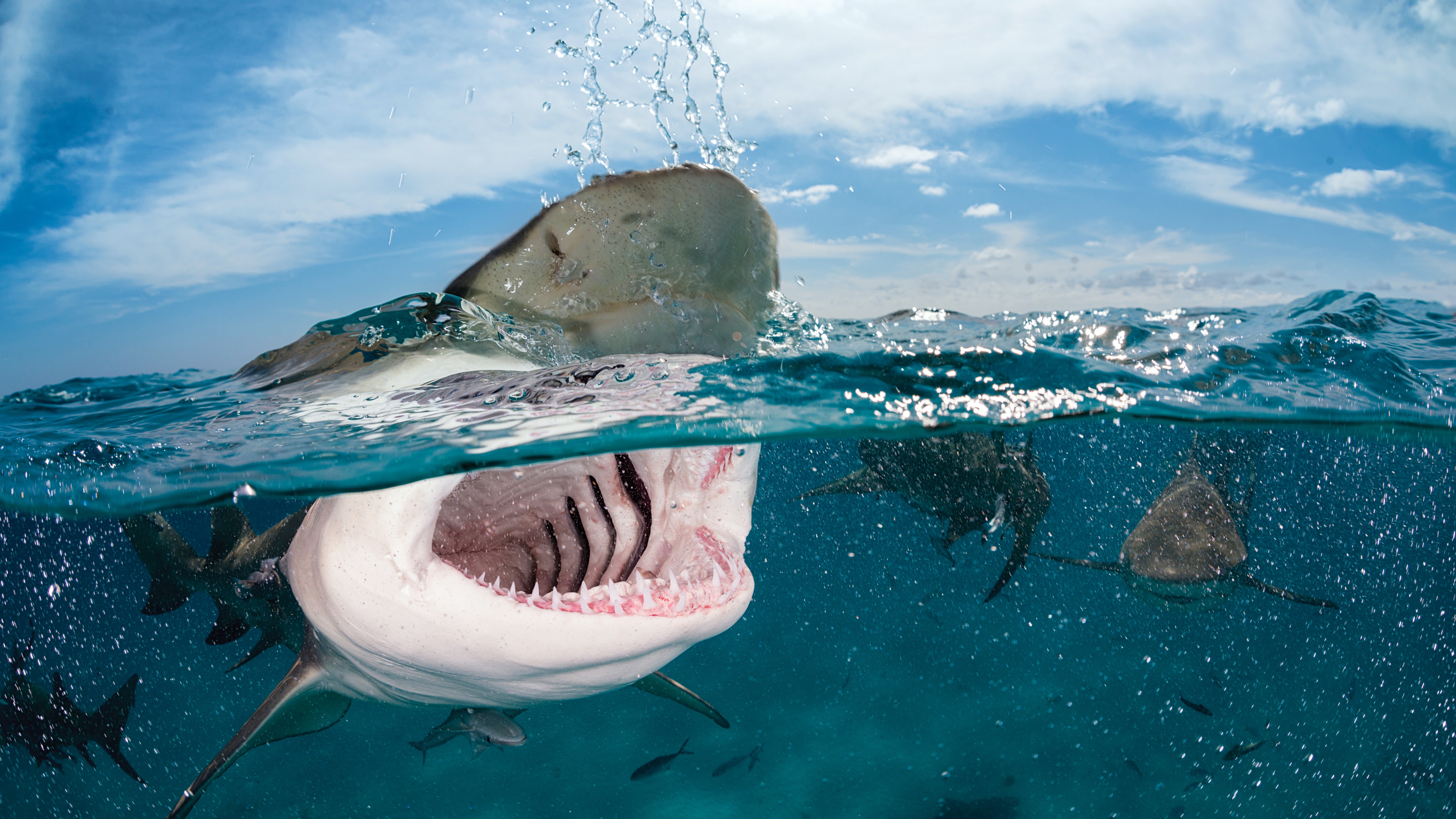 Wallpaper Shark, 5k, 4k wallpaper, 8k, Indian, Caribbean, Atlantic