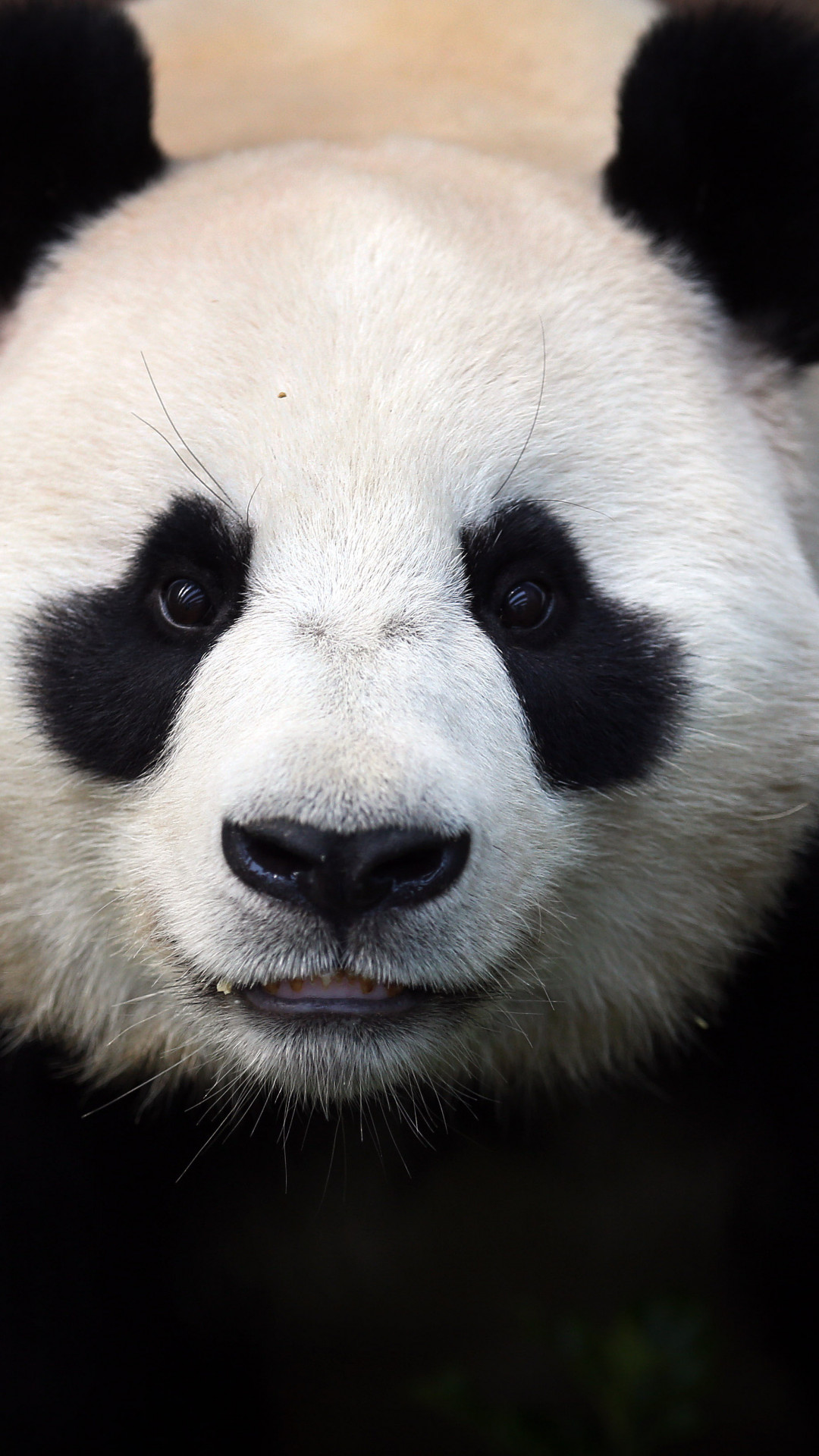 Wallpaper Сhina panda, bears, China, animal, zoo, black, white, eyes