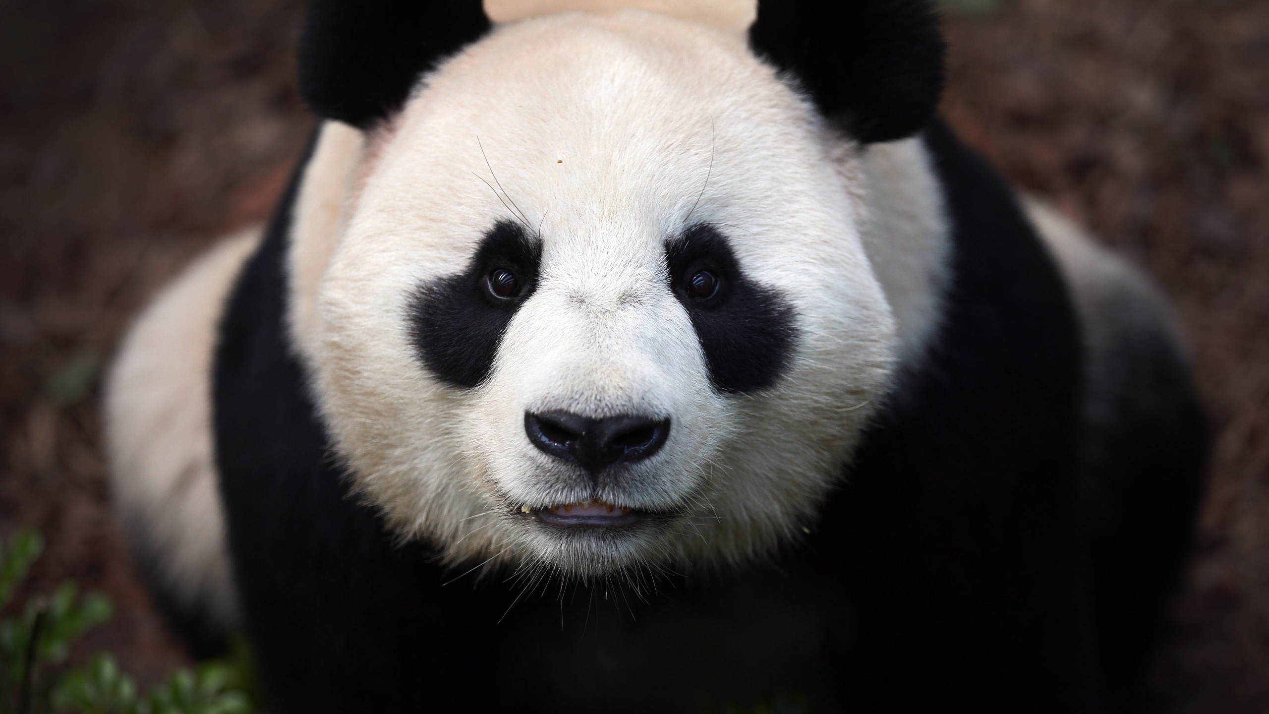 Wallpaper Сhina panda, bears, China, animal, zoo, black, white, eyes