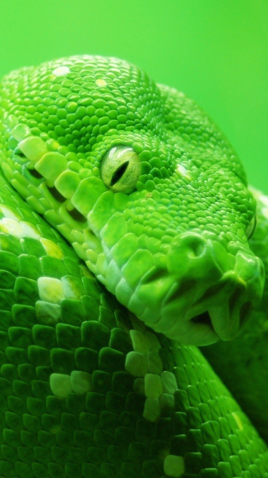 Wallpaper snake, green, 4k, Animals #14978