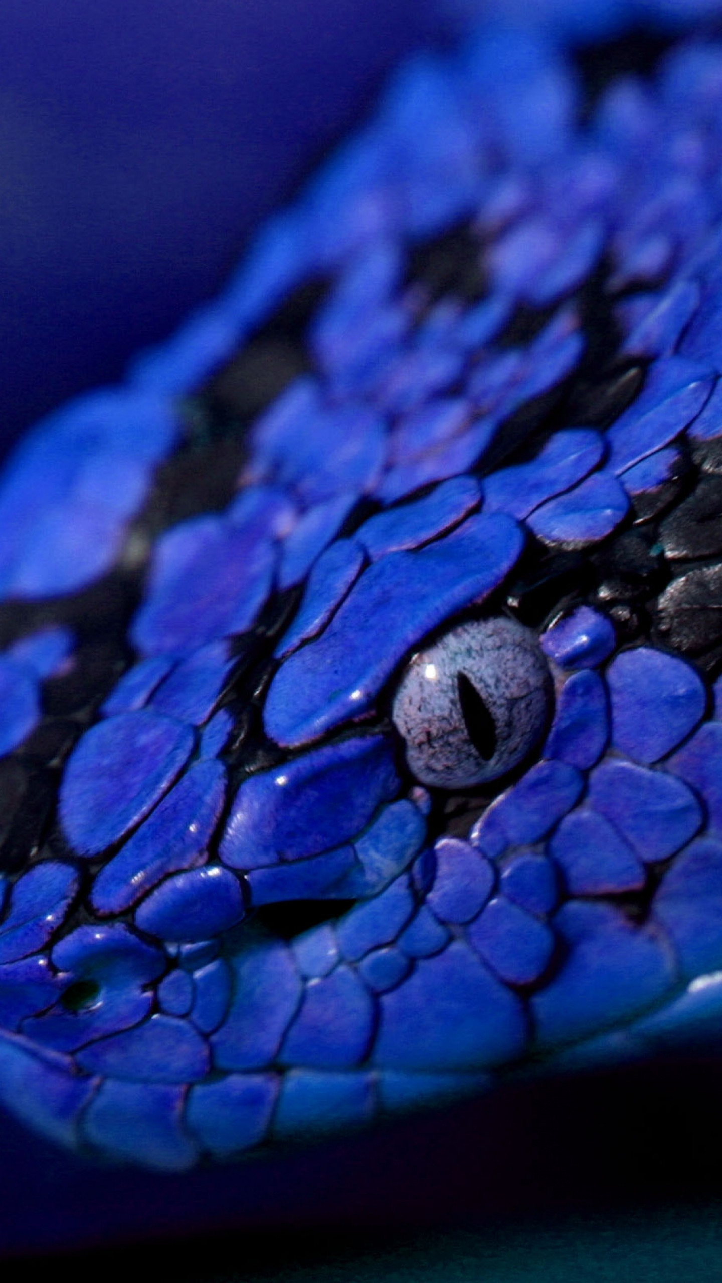 Wallpaper Snake blue danger eyes Animals 10155