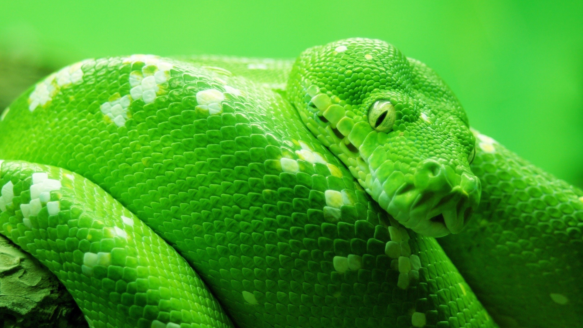 Wallpaper snake, green, 4k, Animals #14978