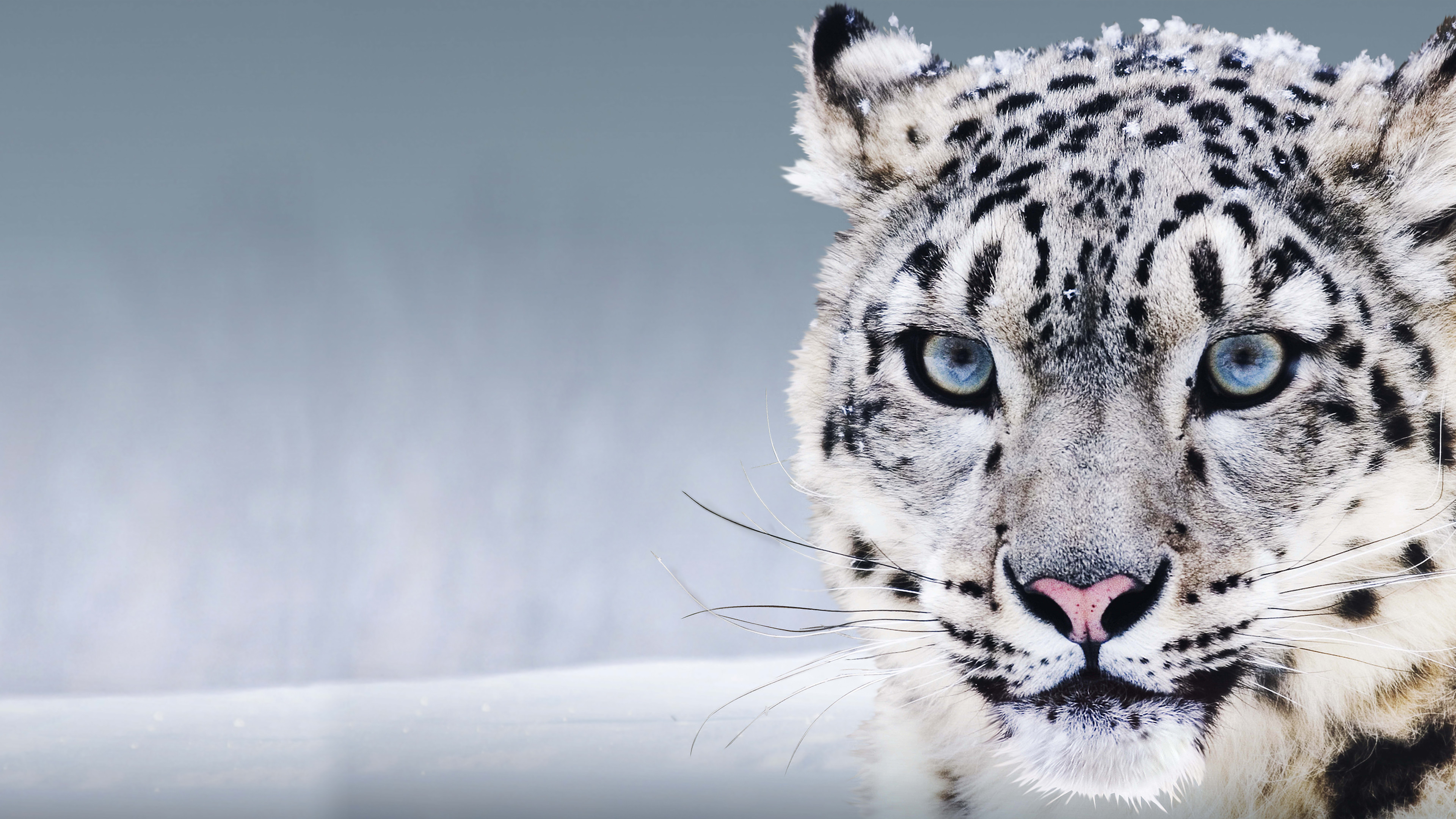 Wallpaper Snow Leopard, China, blue eyes, snow, Animals 8257