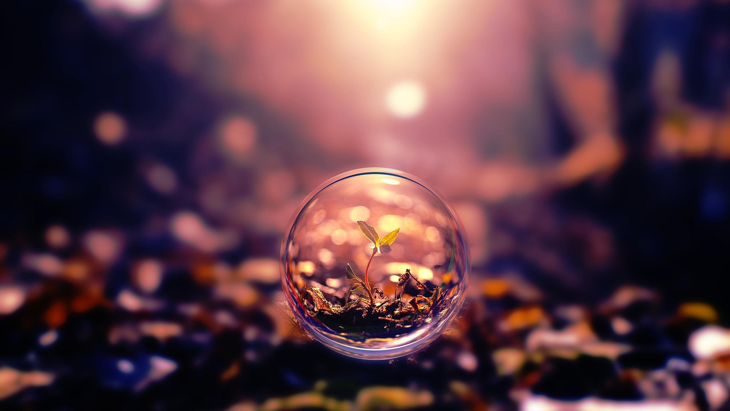 Wallpaper sphere, 4k, HD wallpaper, background, sunset, transparent, plant,  Abstract #245 - Page 5