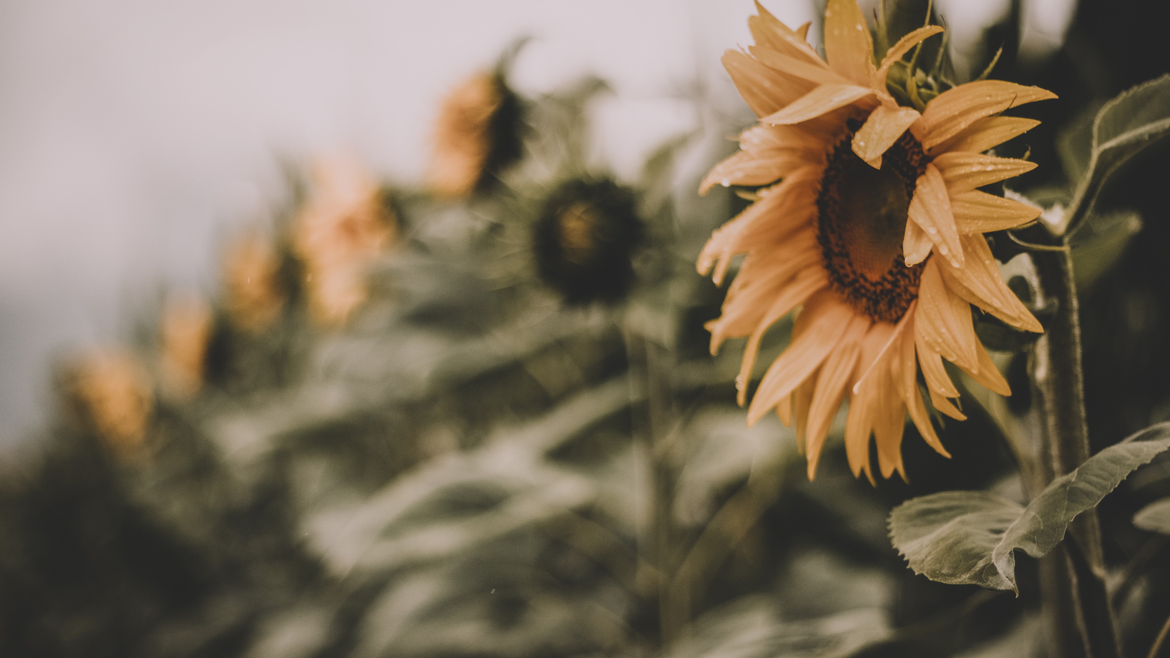 Aesthetic Sunflower Pictures Background Images HD Pictures and Wallpaper  For Free Download  Pngtree