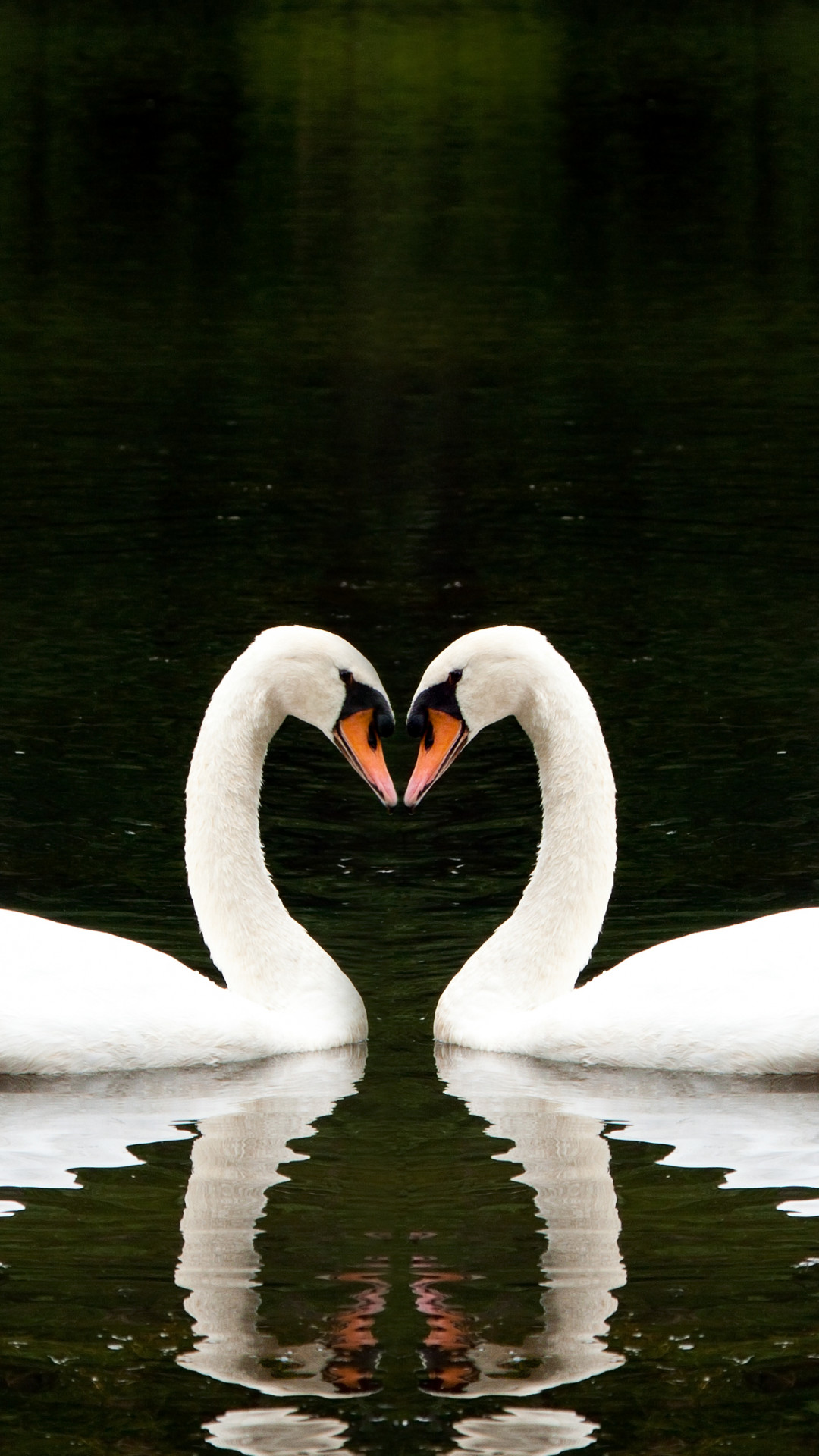 swan 1080x1920 couple lake cute animals love 4510