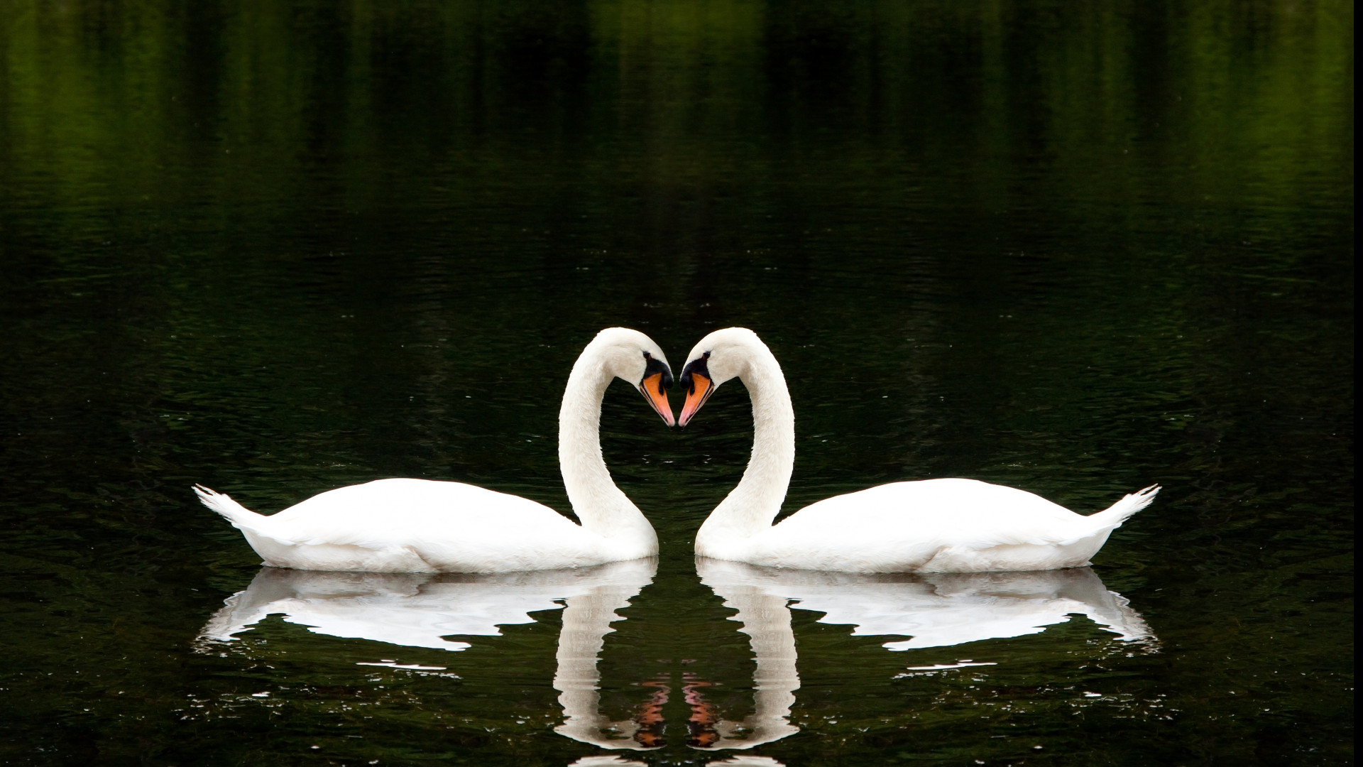 Wallpaper Swan, couple, lake, cute animals, love, Animals #4510 - Page 3