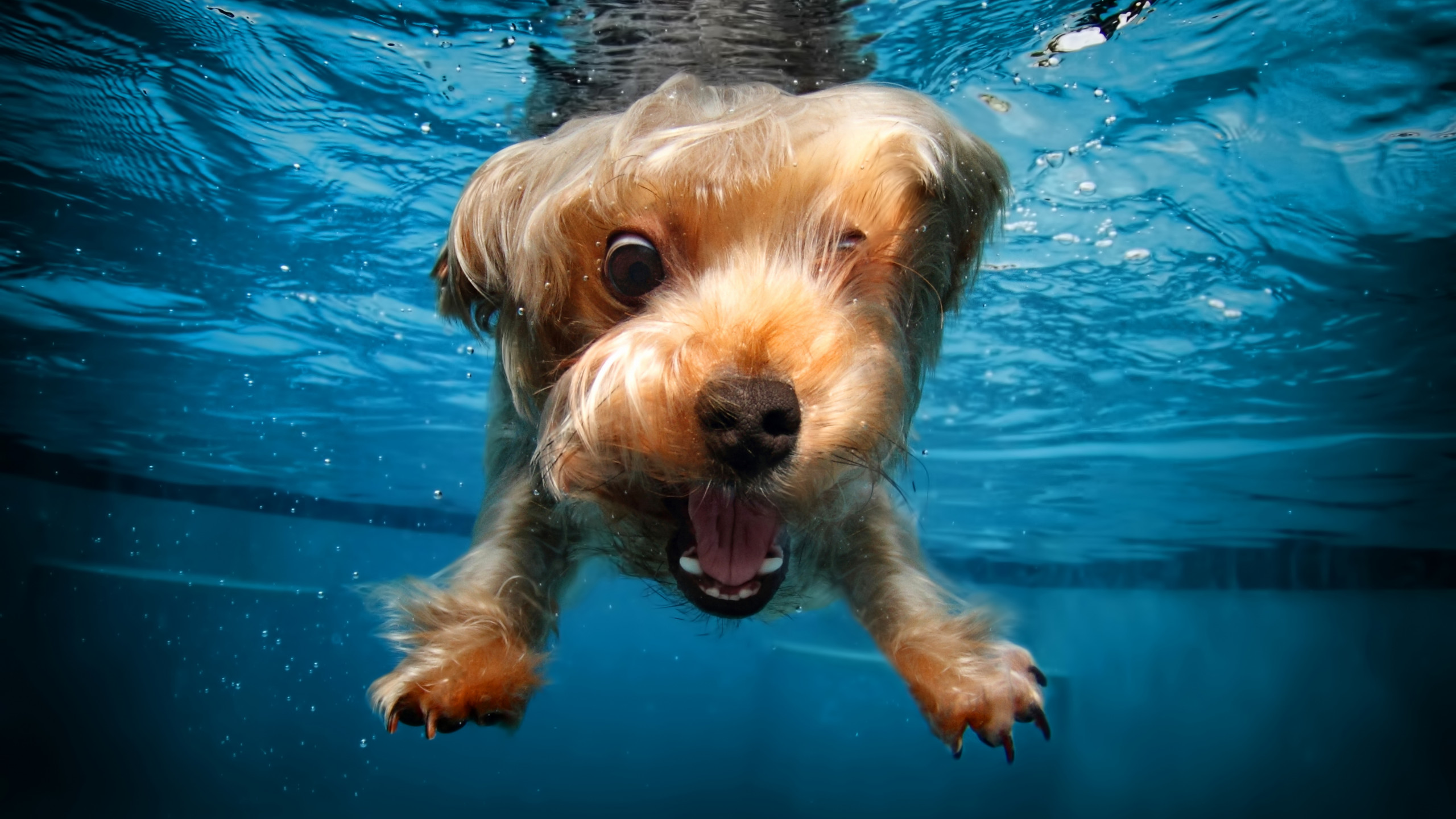 Wallpaper terrier, dog, underwater, cute animals, funny, Animals #4483