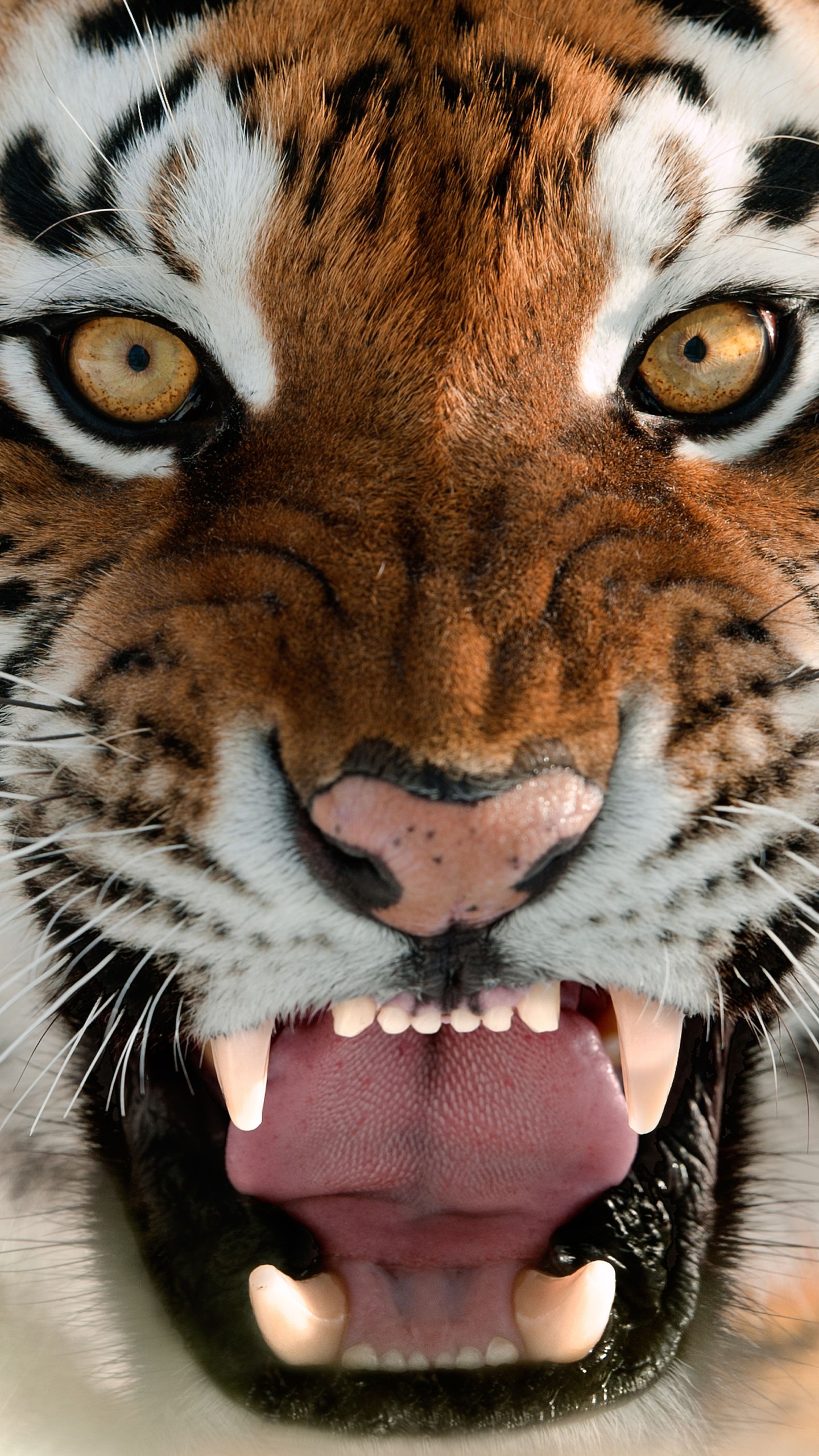 5,000+ Striking Tiger Pictures & Images [HD] - Pixabay