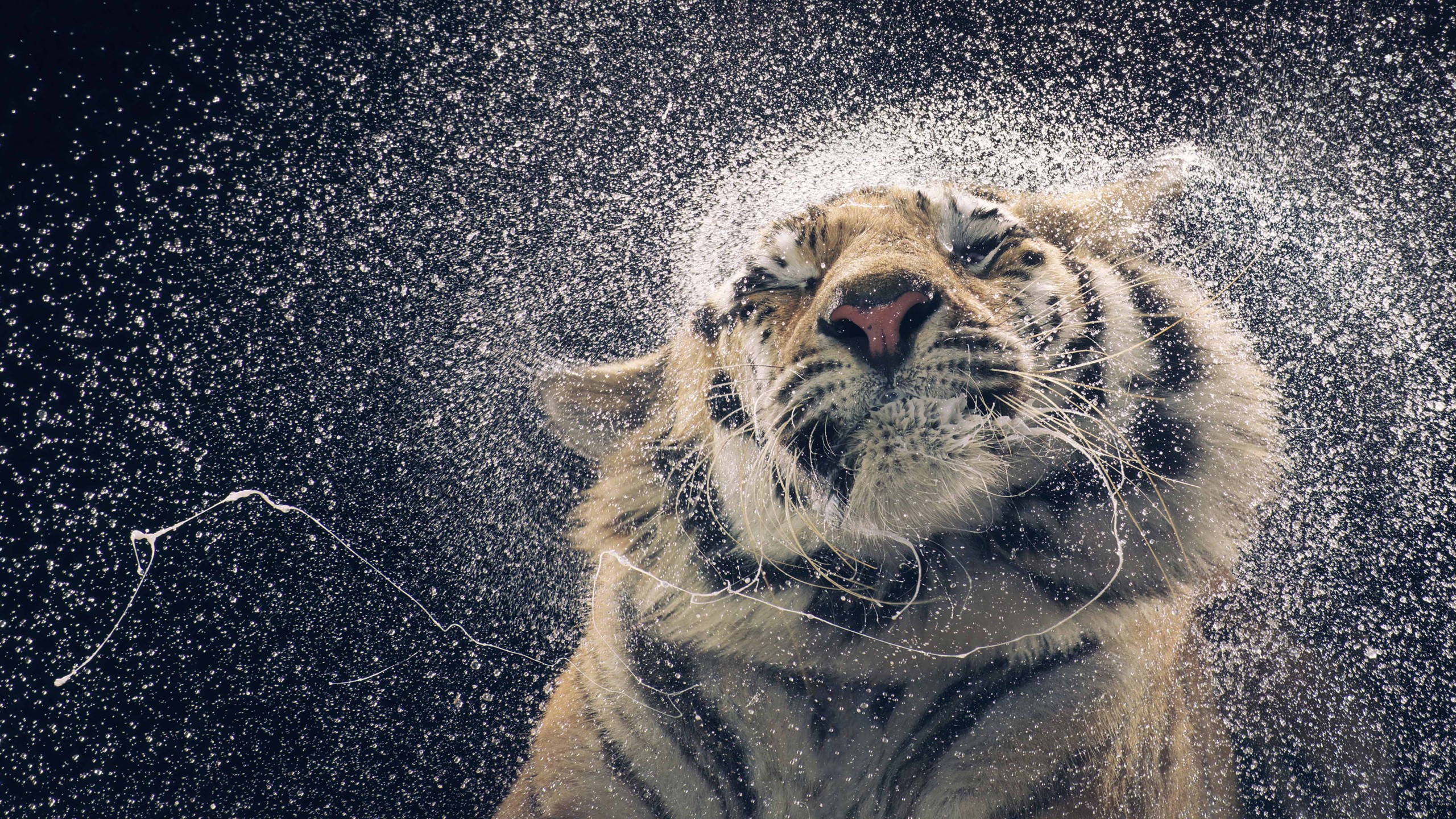 Không có gì đáng yêu hơn những chú hổ, đặc biệt nếu bạn thích những bức ảnh đầy tính chất hài hước và đáng yêu. Khám phá ngay bộ sưu tập về hình nền Tiger, drops, cute animals, funny, Animals #4481 để tìm ra bức ảnh ưng ý nhất.