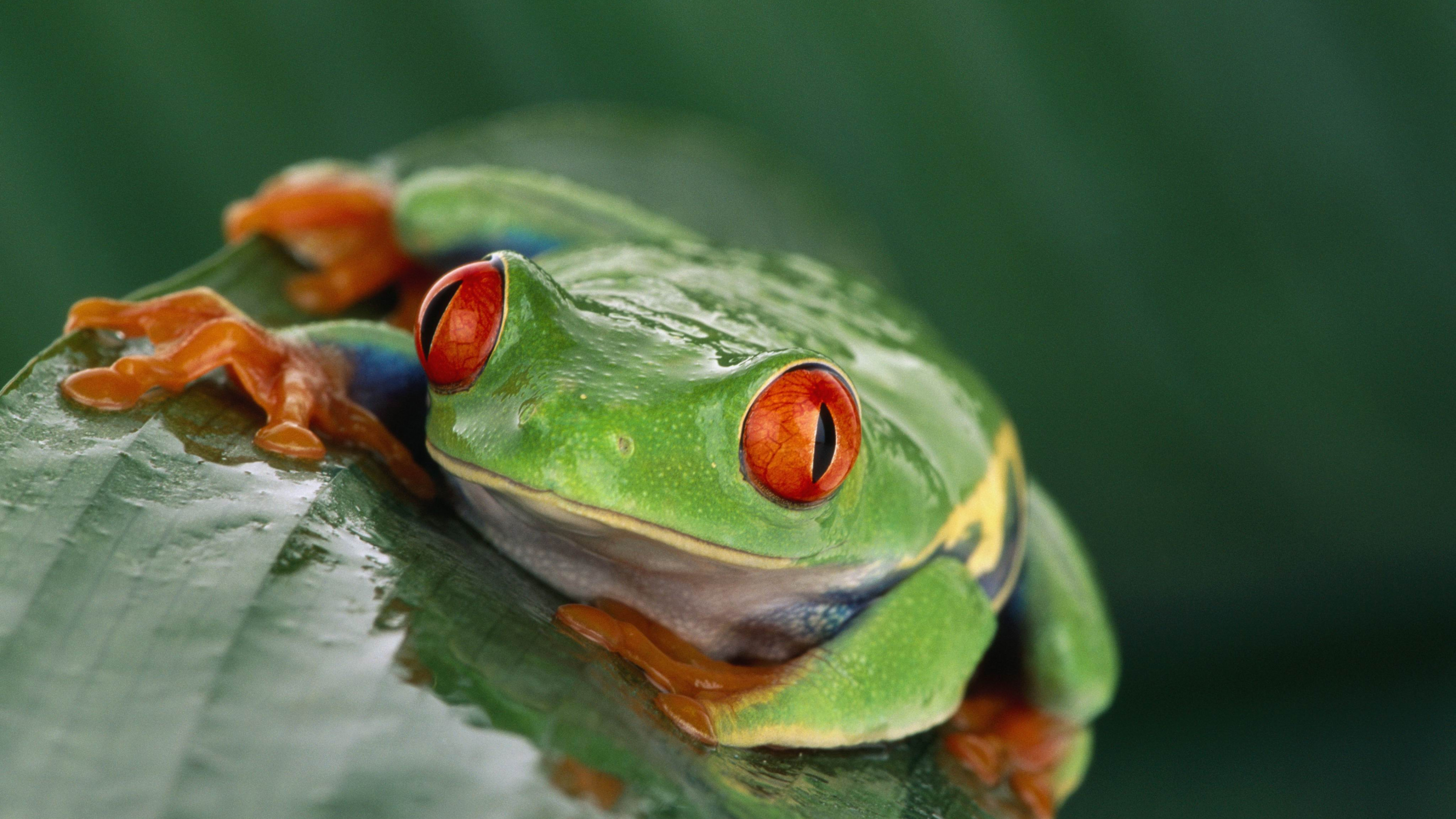 Wallpaper Tree frog, Costa Rica, green, orange, tropical, exotic
