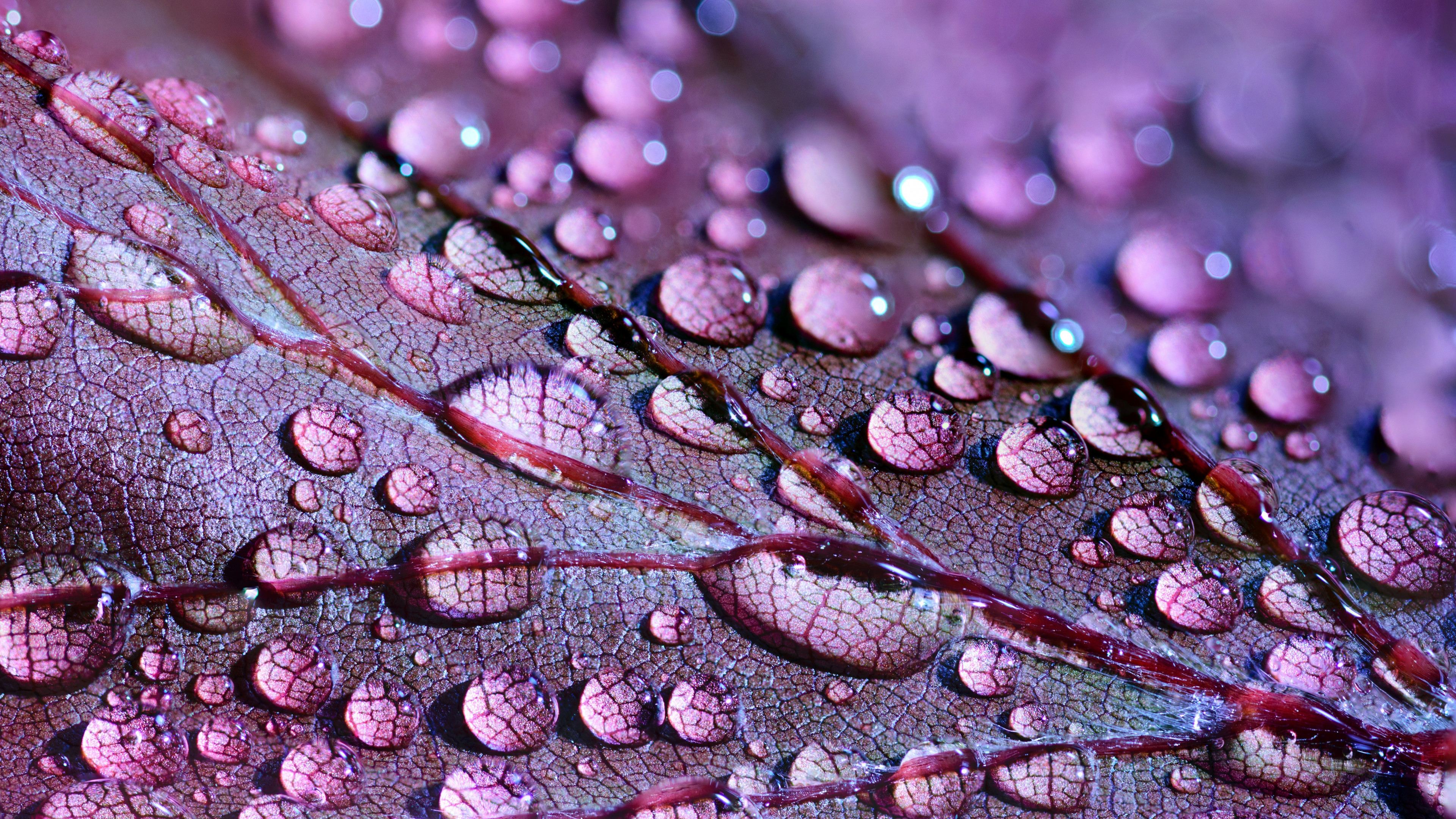 Wallpaper Water Drops, Leaves, 4K, 5K, Nature #18596