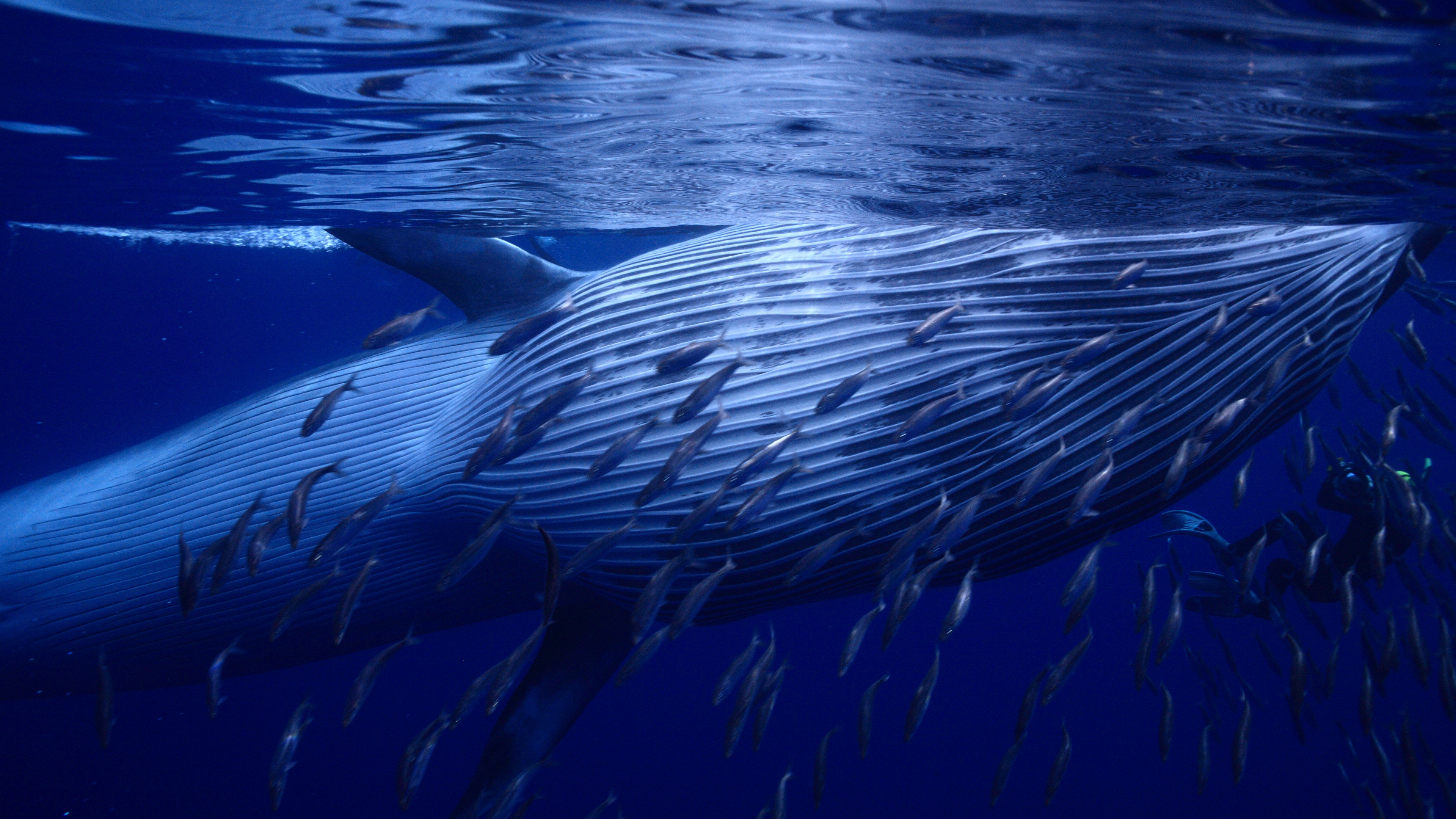Wallpaper Whale underwater best diveng places 2017 Animals 4759