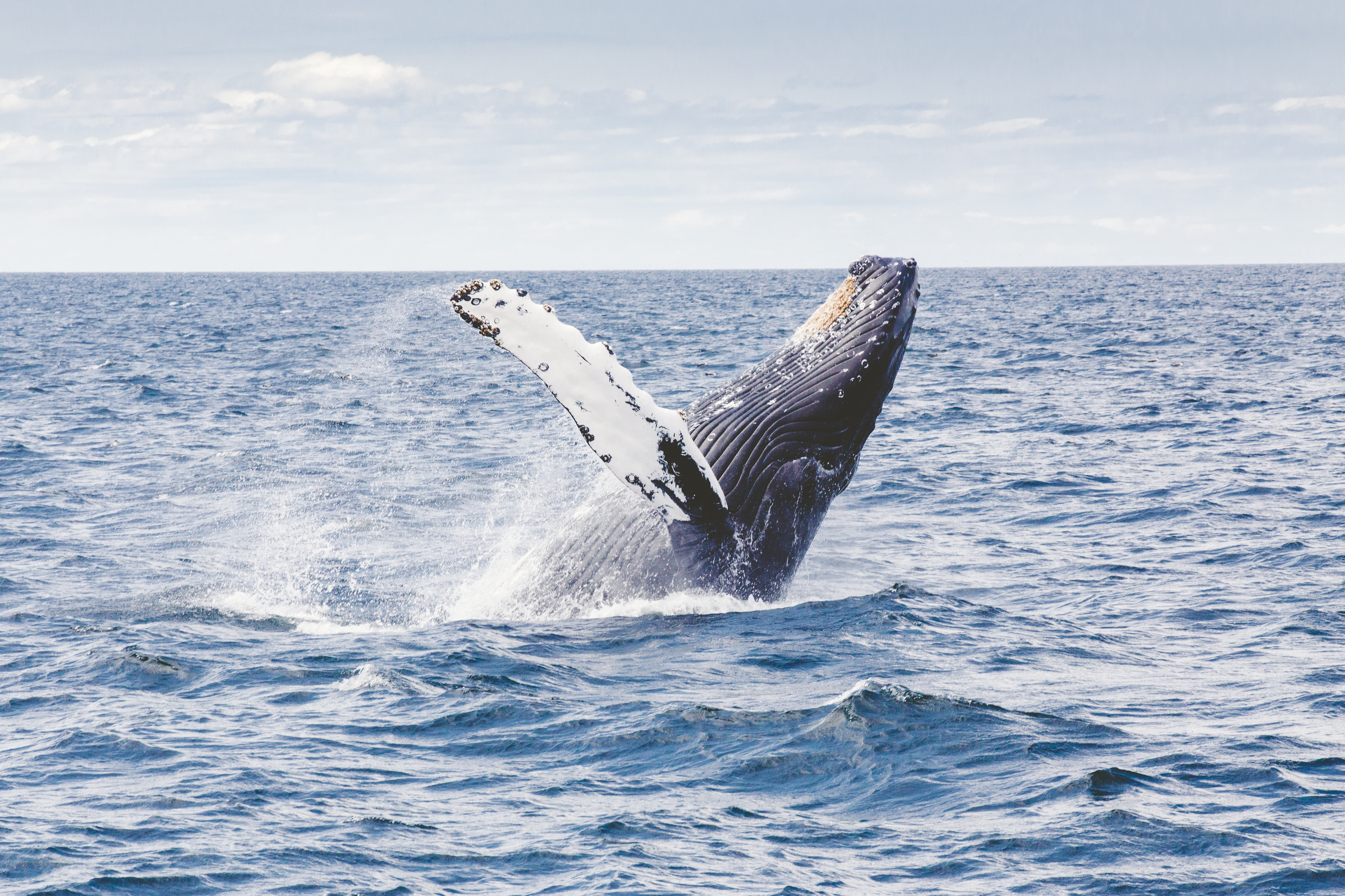 Wallpaper whale, 5k, 4k wallpaper, 8k, ocean, Nature #12586