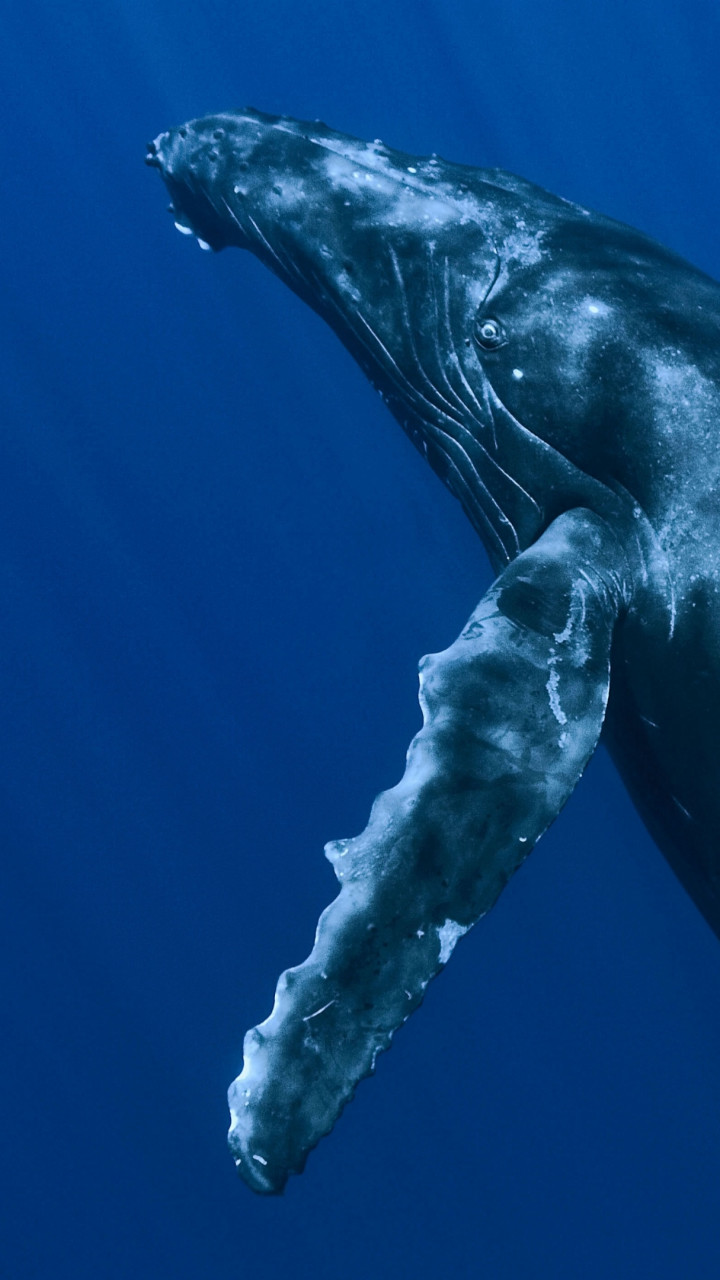 Wallpaper Whale, underwater, Best Diving Sites, Animals #5383