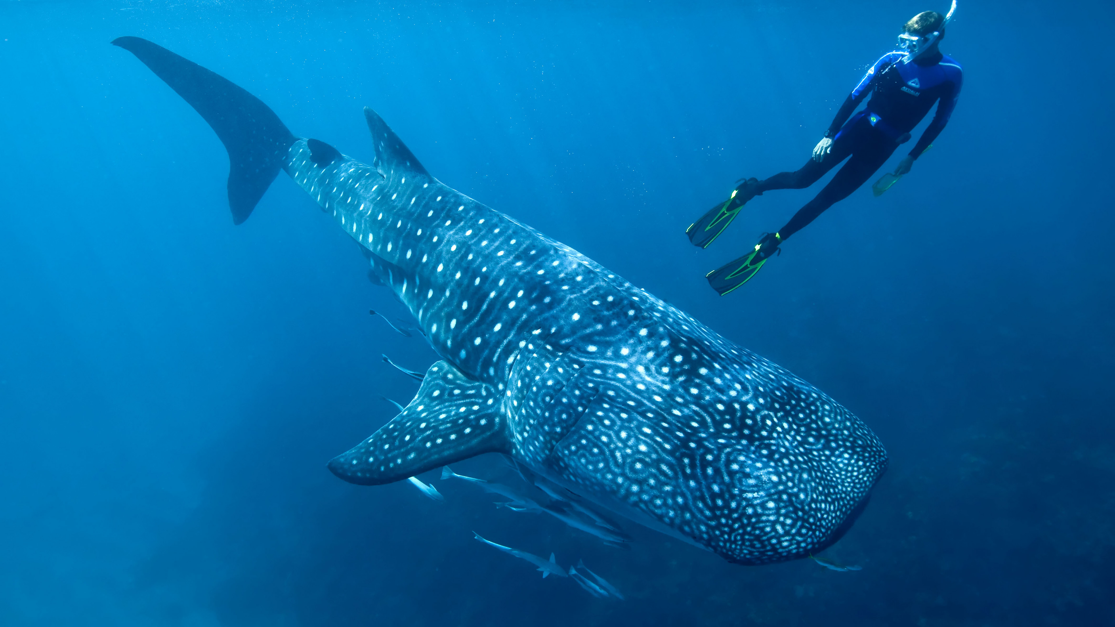 Whale Shark Wallpapers  Top Free Whale Shark Backgrounds  WallpaperAccess