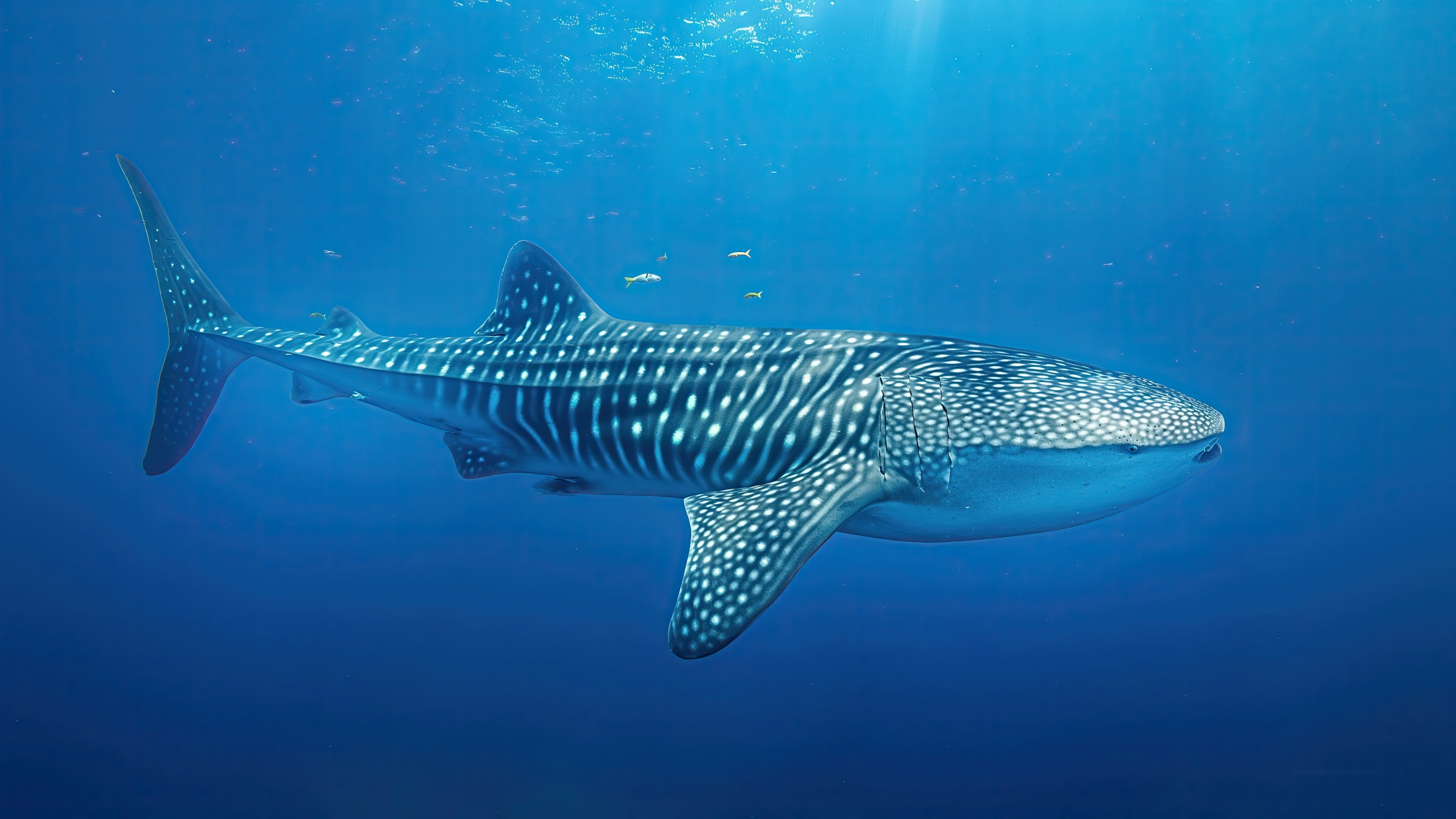 Whale Shark Wallpaper 4K Diving Atlantic
