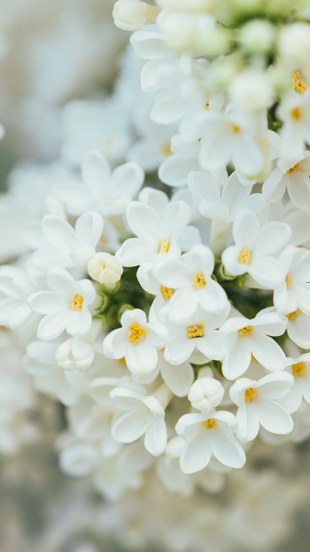 Wallpaper White Flower, spring, 4K, 7K, Nature #18555