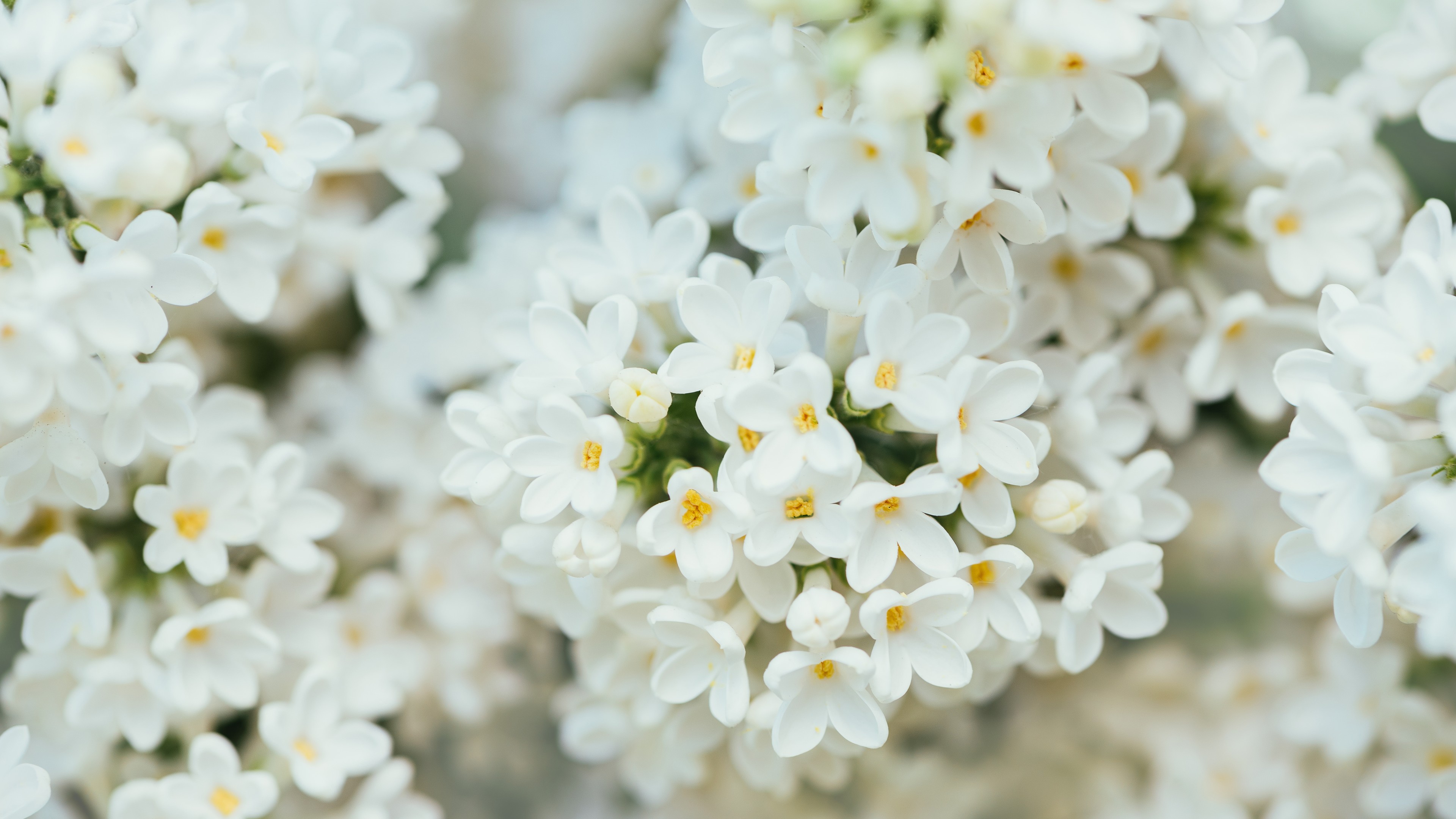 Wallpaper White Flower, spring, 4K, 7K, Nature #18555