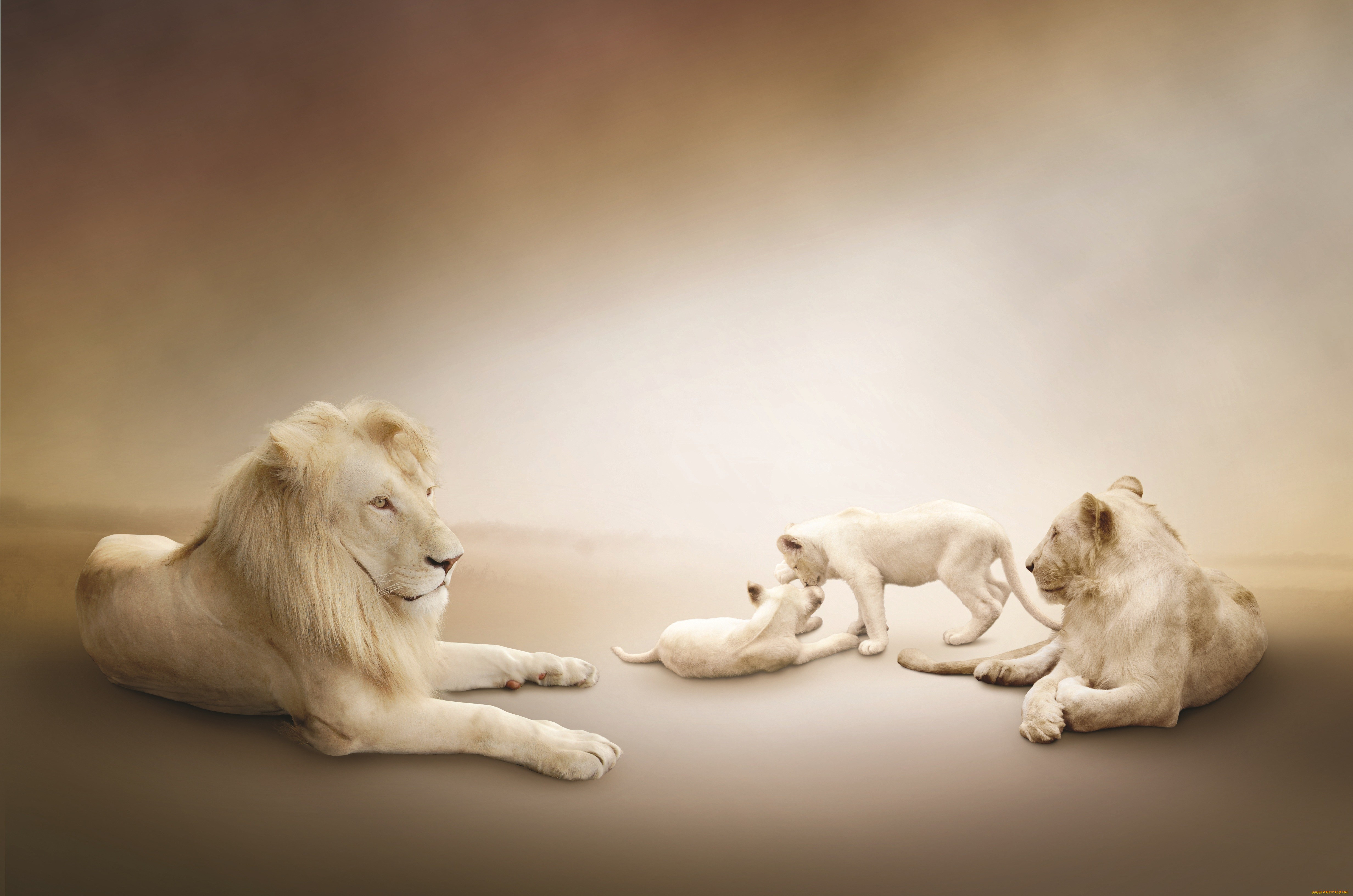 Wallpaper White Lion Lion Family White Background Animals 913