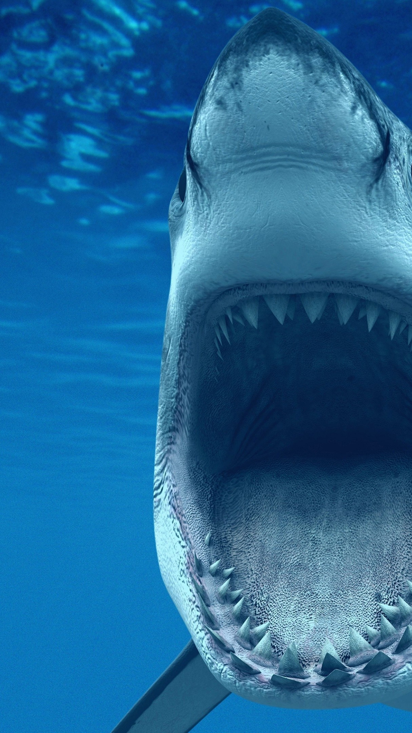 Download A Shark Is Swimming In The Ocean Wallpaper  Wallpaperscom
