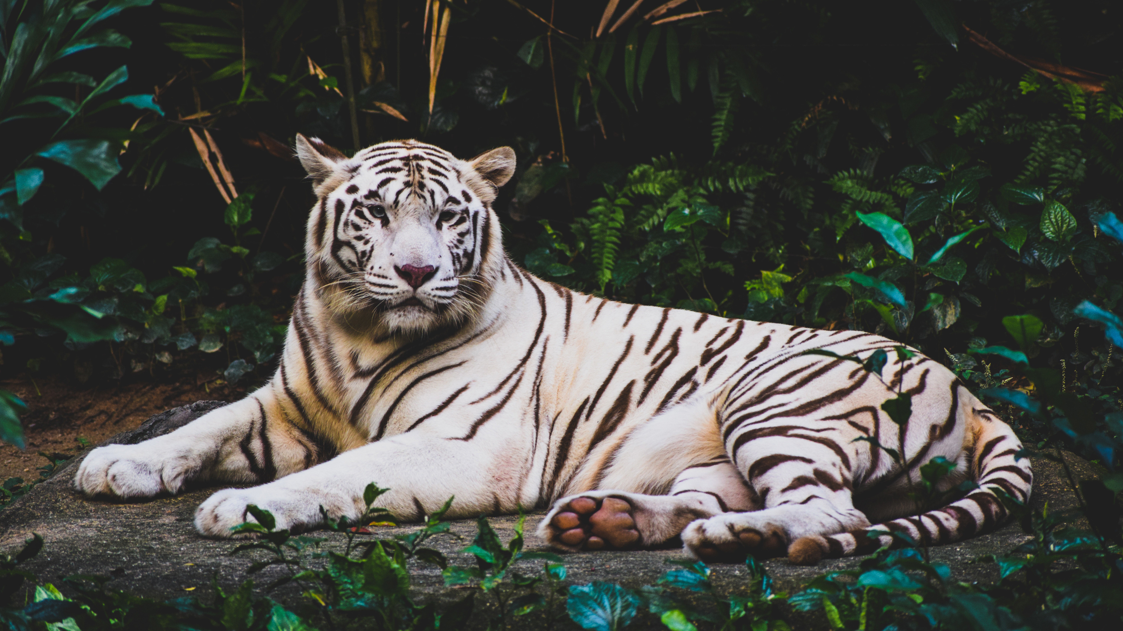 Wallpaper white tiger, 4k, Animals #15640