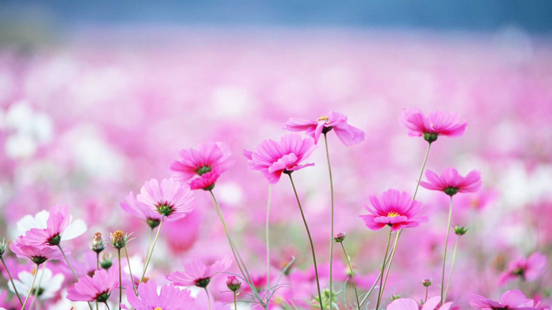 Wallpaper Wildflowers, HD, 4k wallpaper, field, pink, flower, Nature #3931