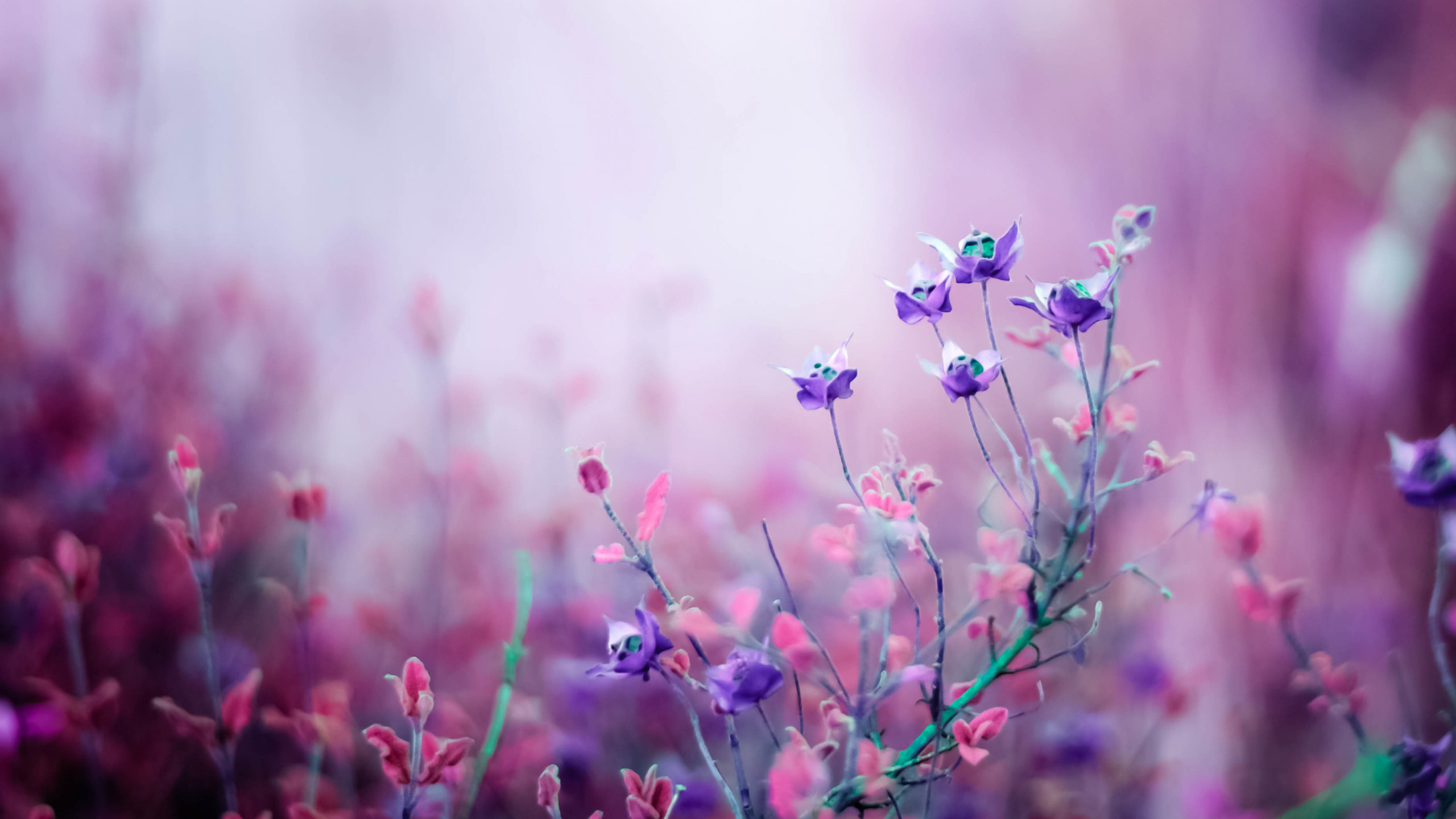 Spring flowers and butterflies in bubble 2K wallpaper download