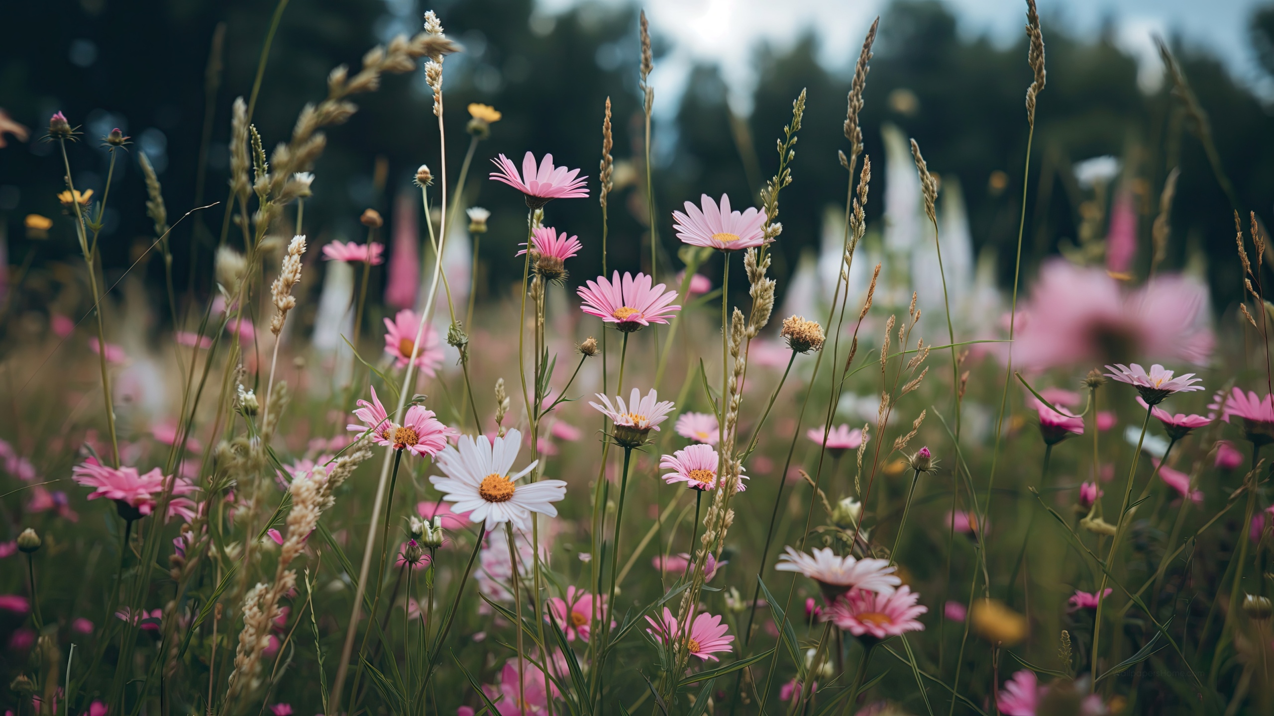 2560x1440 Pinterest Flower Garden Beautiful Flower Garden Ideas 2560x1440 Pinterest Flower Garden Beautiful Flower Garden Ideas