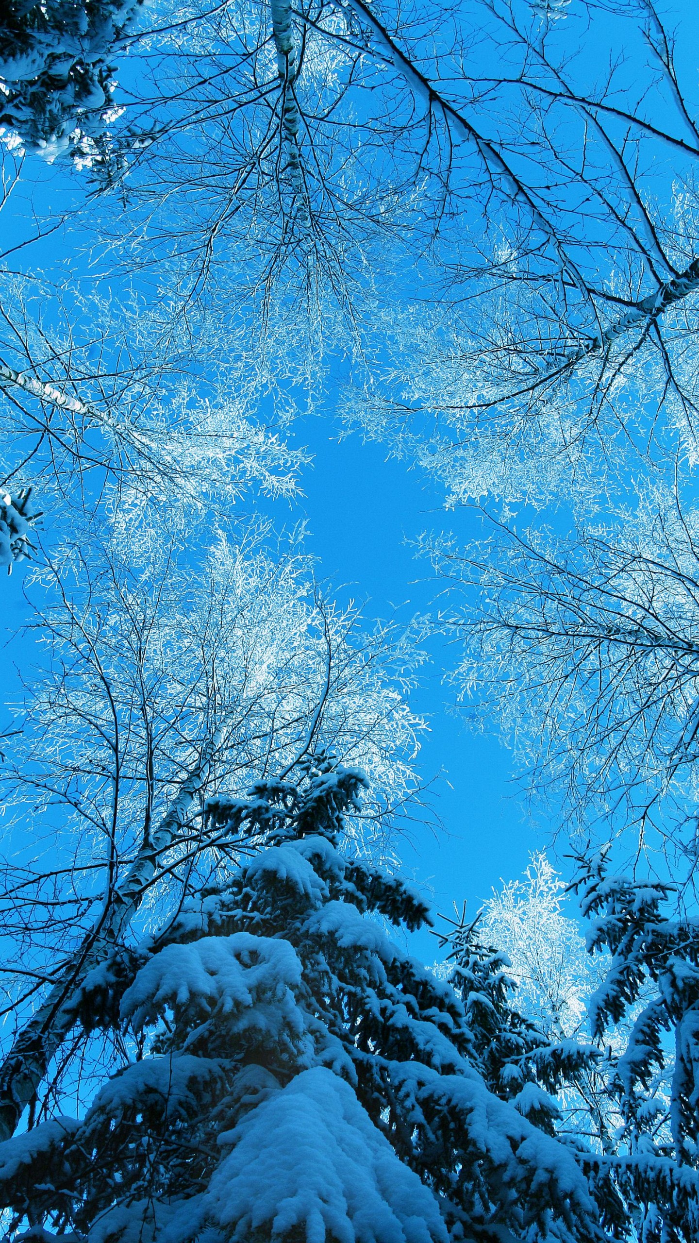 Wallpaper winter, 5k, 4k wallpaper, forest, fir-tree, snow, winter