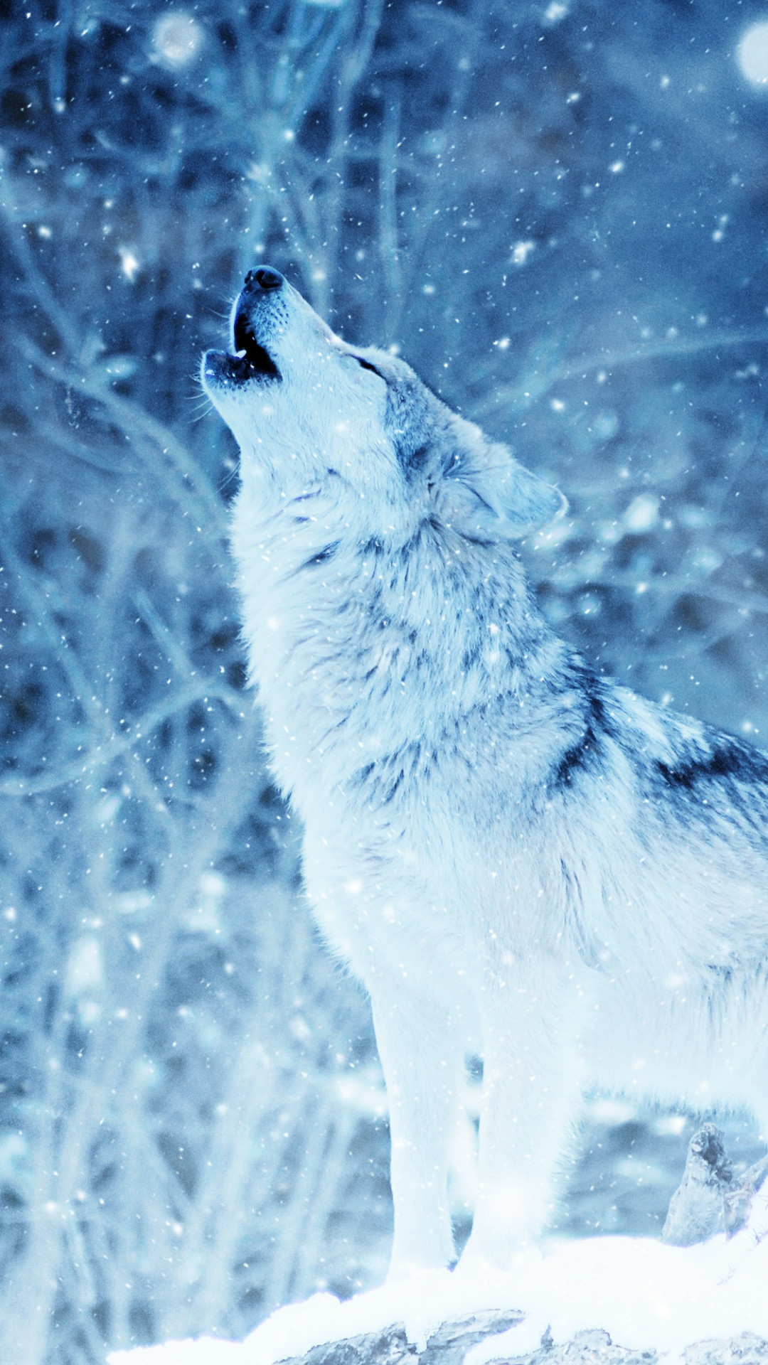Wallpaper wolf, winter, snow, 4k, Animals #16748