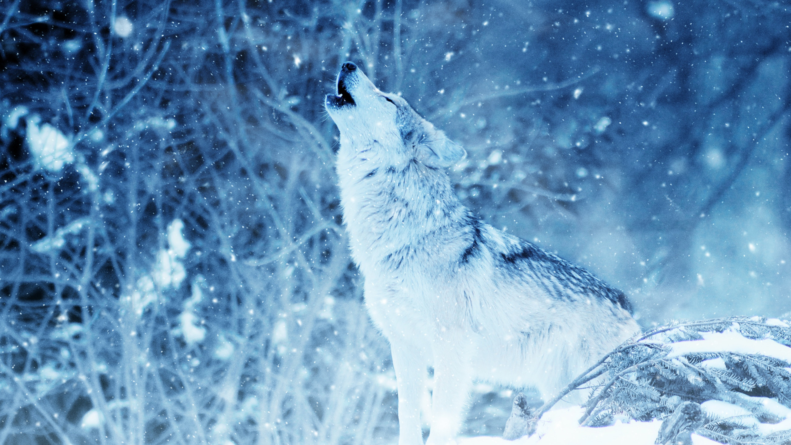 Wallpaper wolf winter snow 4k Animals 16748
